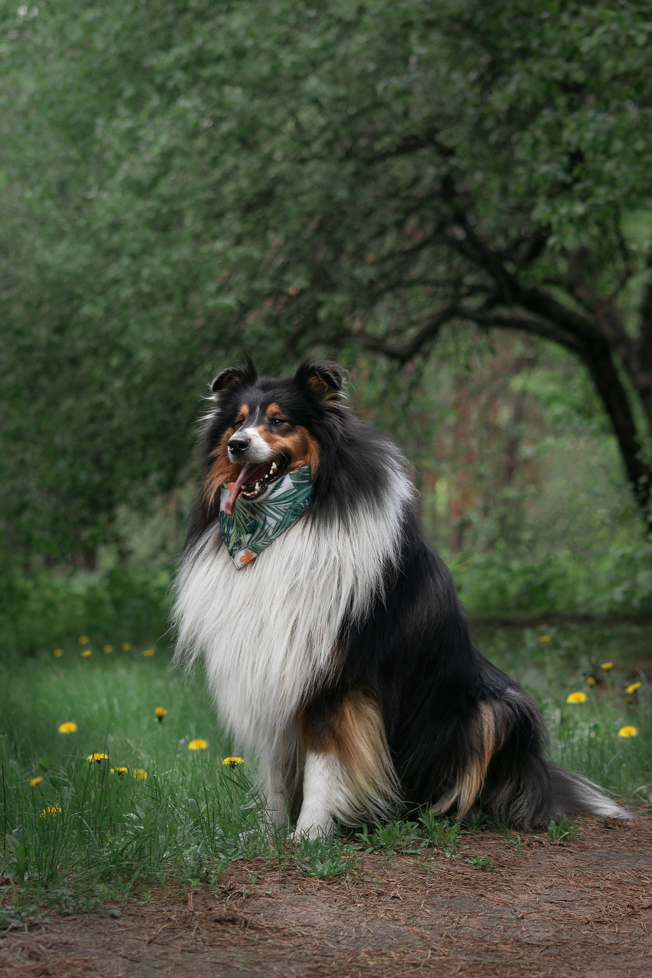Портфолио фотографа-анималиста из Воронежа Алины Ивановой. Фотограф — анималист Алина Иванова