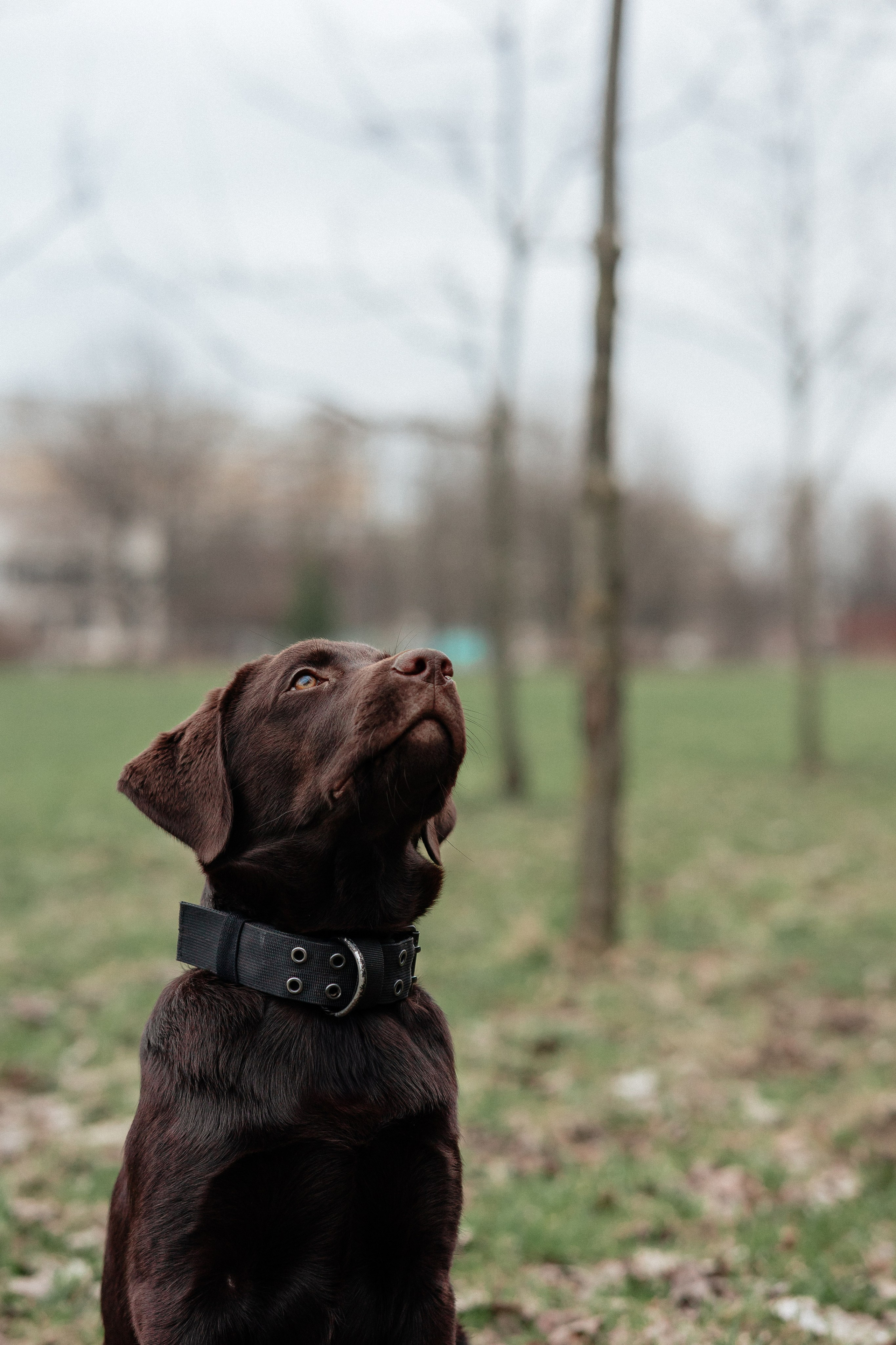 Ника и Ричи. Фотограф в Санкт-Петербурге Алёна Губинская
