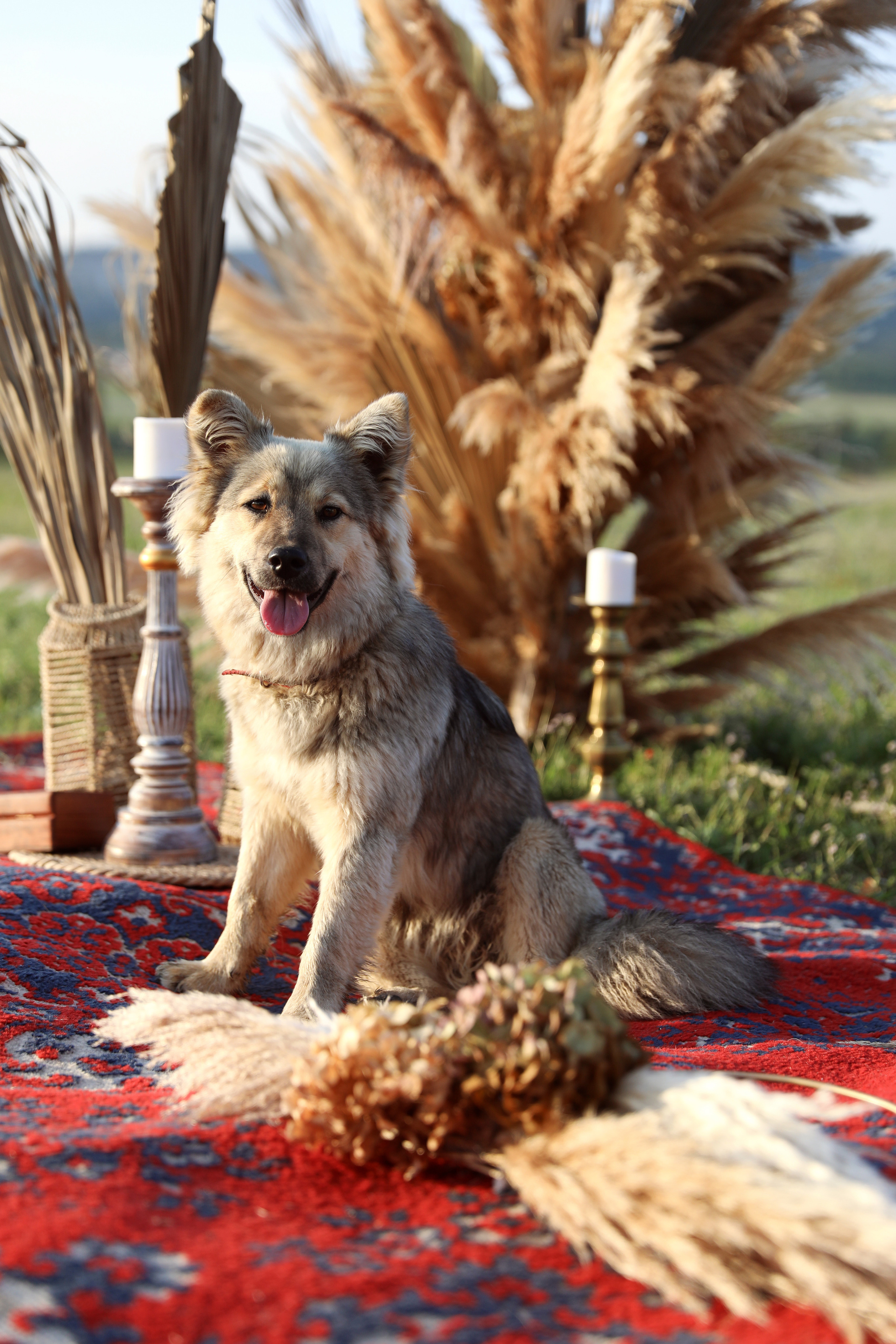 Алина и Максим. Свадебный и семейный фотограф в Севастополе и Крыму Анастасия Сураева