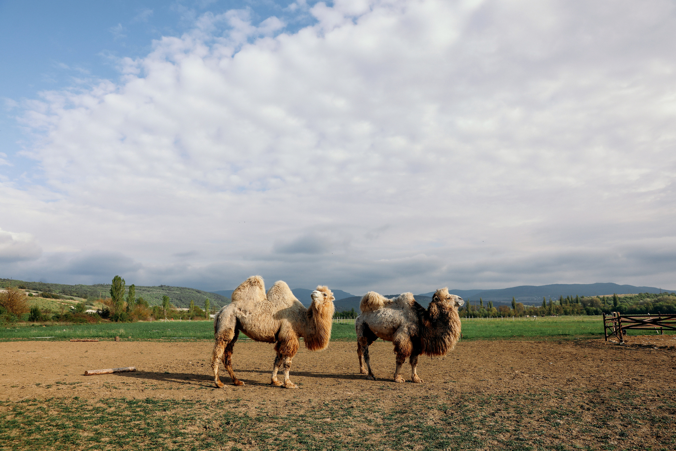 Алина и Максим. Свадебный и семейный фотограф в Севастополе и Крыму Анастасия Сураева