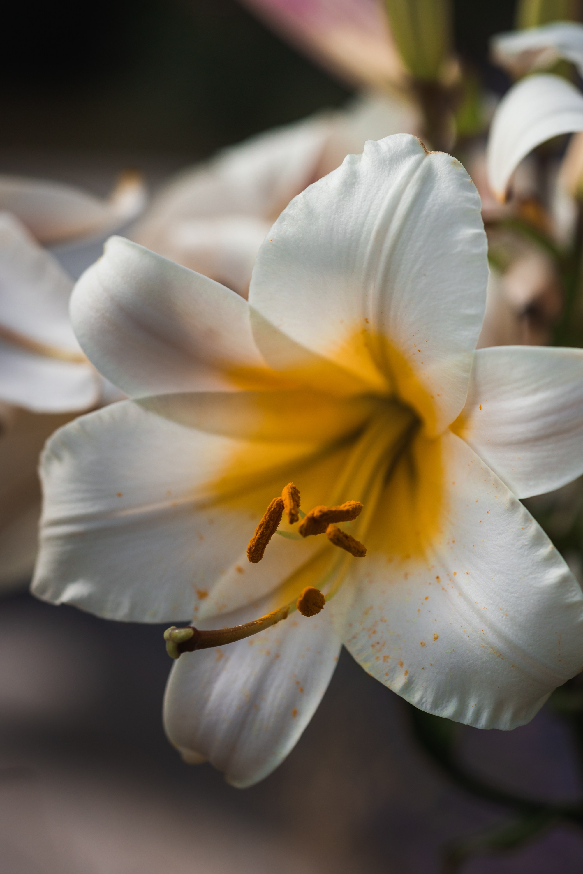 Macro. Фотограф на Юге России