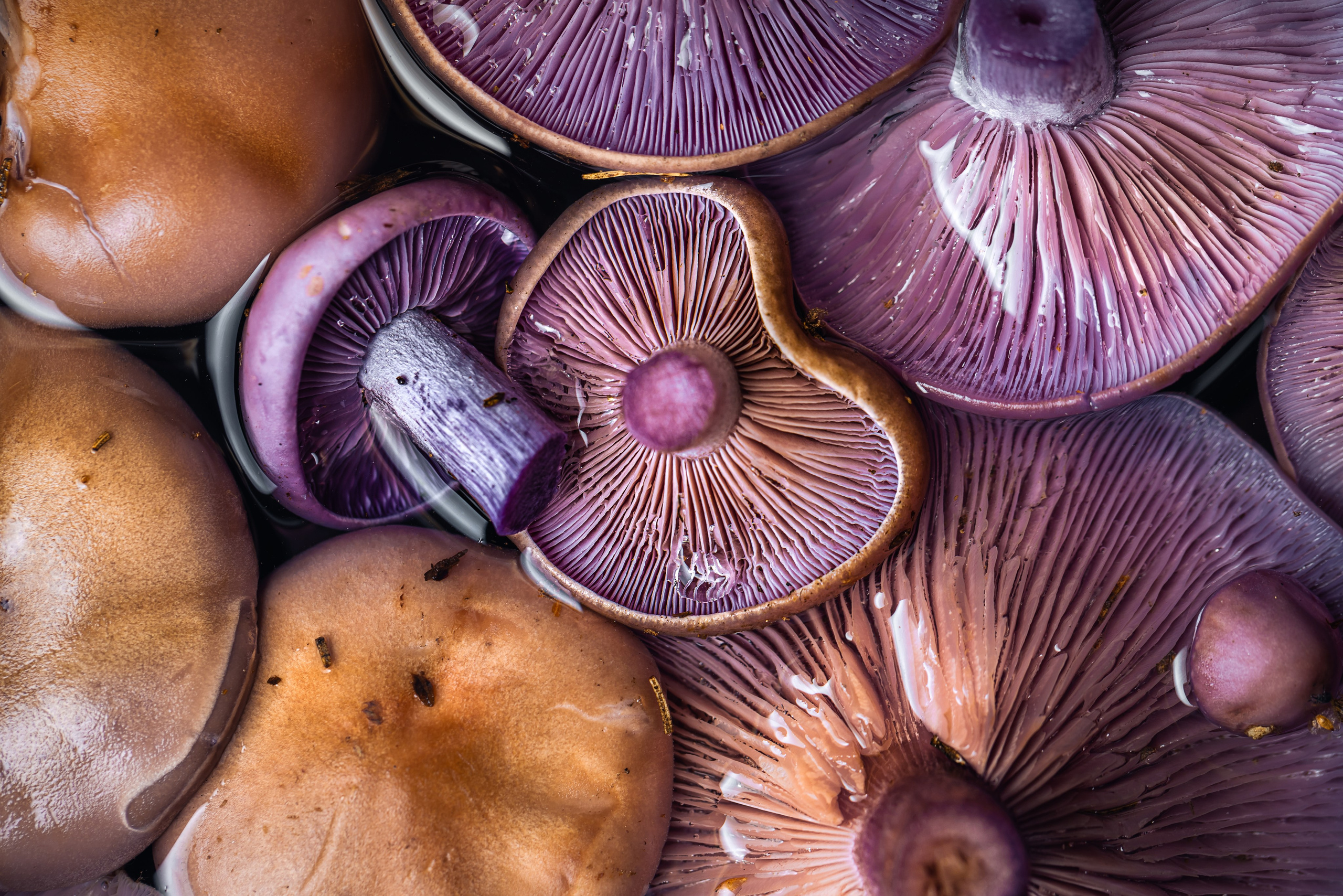 Рядовка лиловая. Foodie Stories (гастрономические истории) рекламная фуд-фотосъёмка, Москва