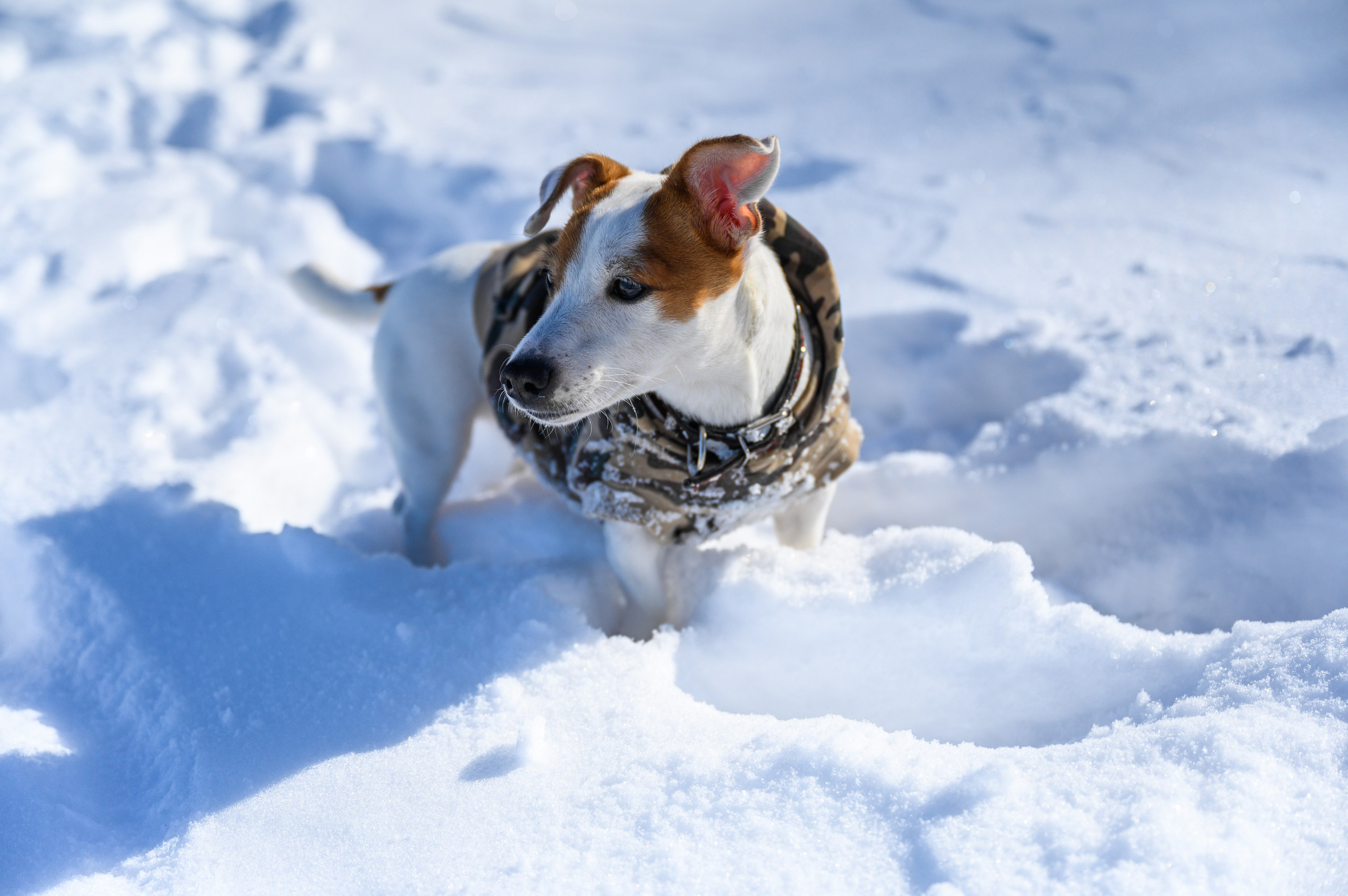Джек Рассел. Bazarkom-photo.ru Фотограф Виктор Оськин в Старом Осколе