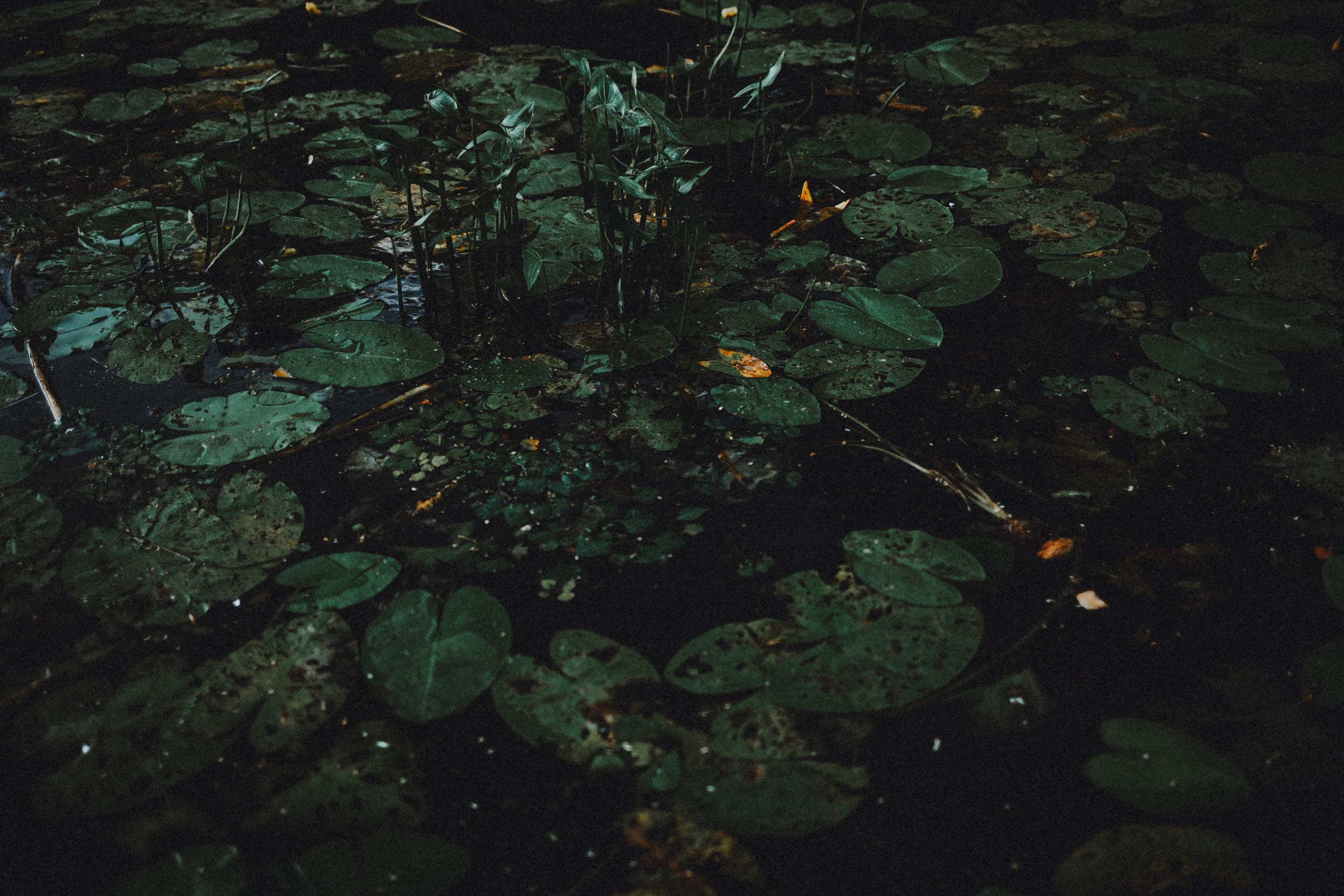 Маша и Джерри