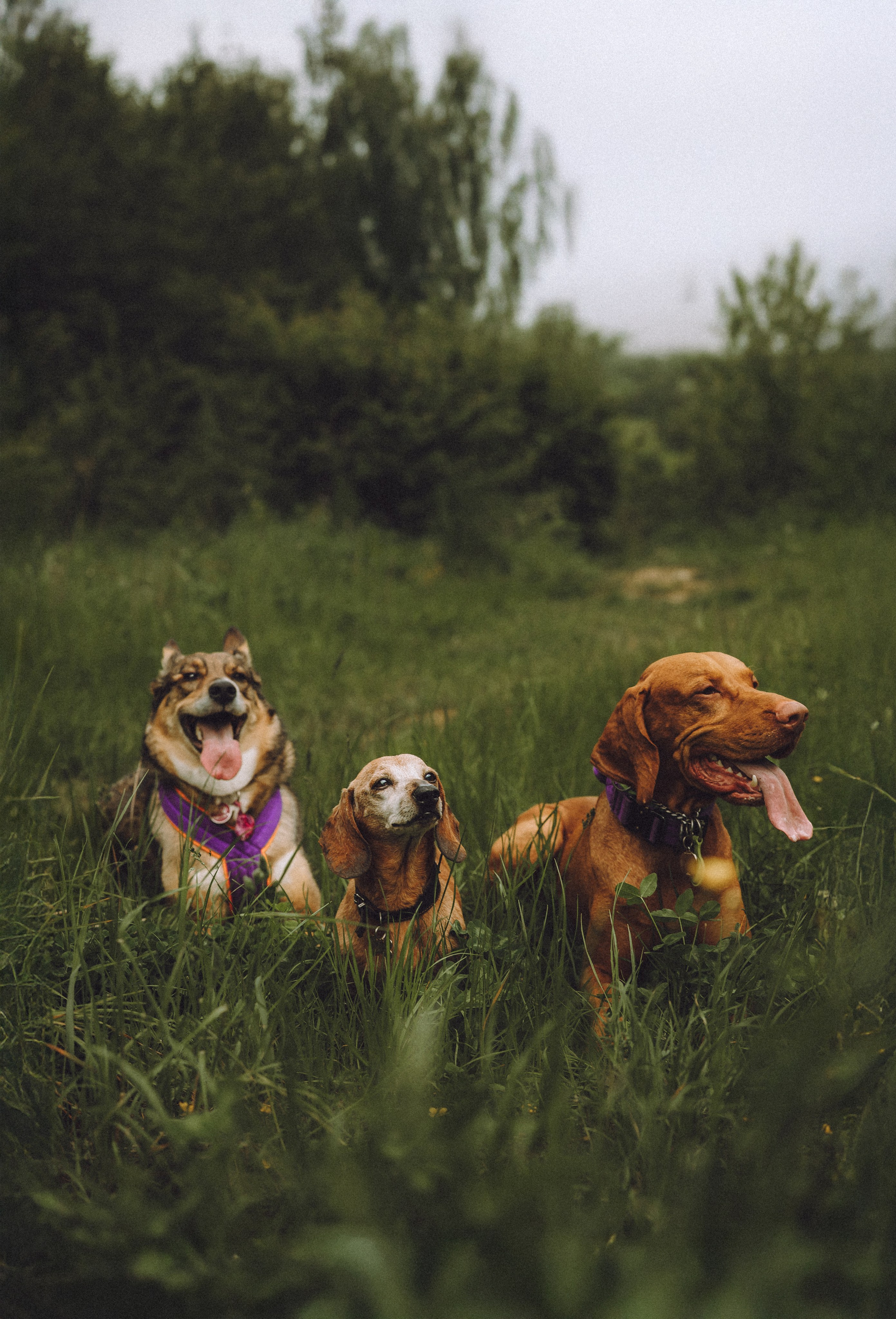 Груша, Данни, Фунтик и их семья