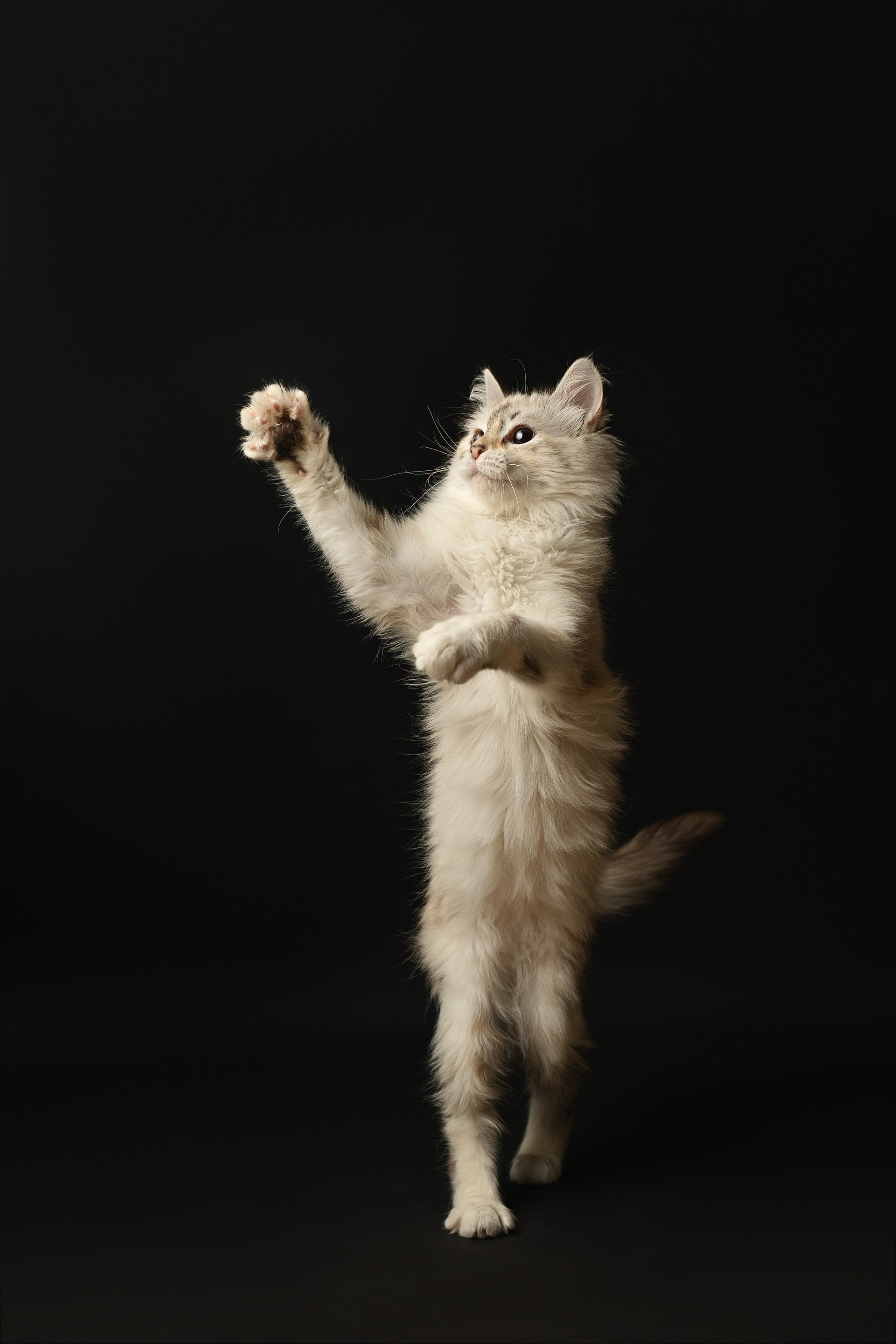 Кошки. Фотограф анималист в Москве Майорова Евгения