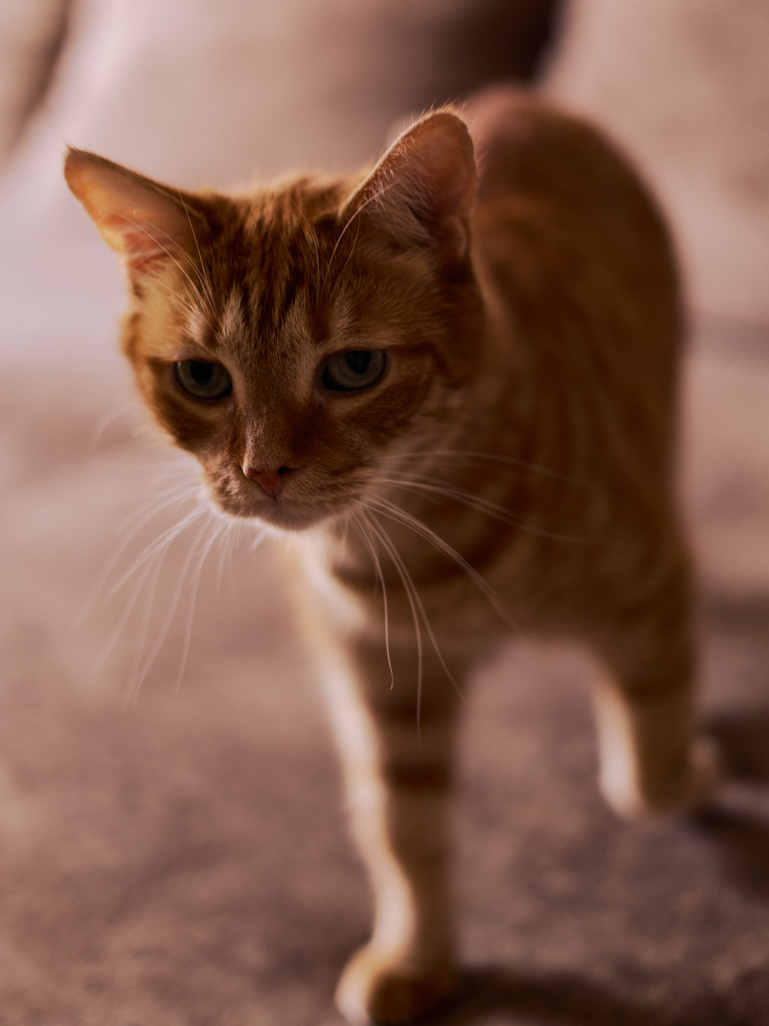 Другое 3. Jorgis Talè — photographer, kind person, teacher of arts and other mag