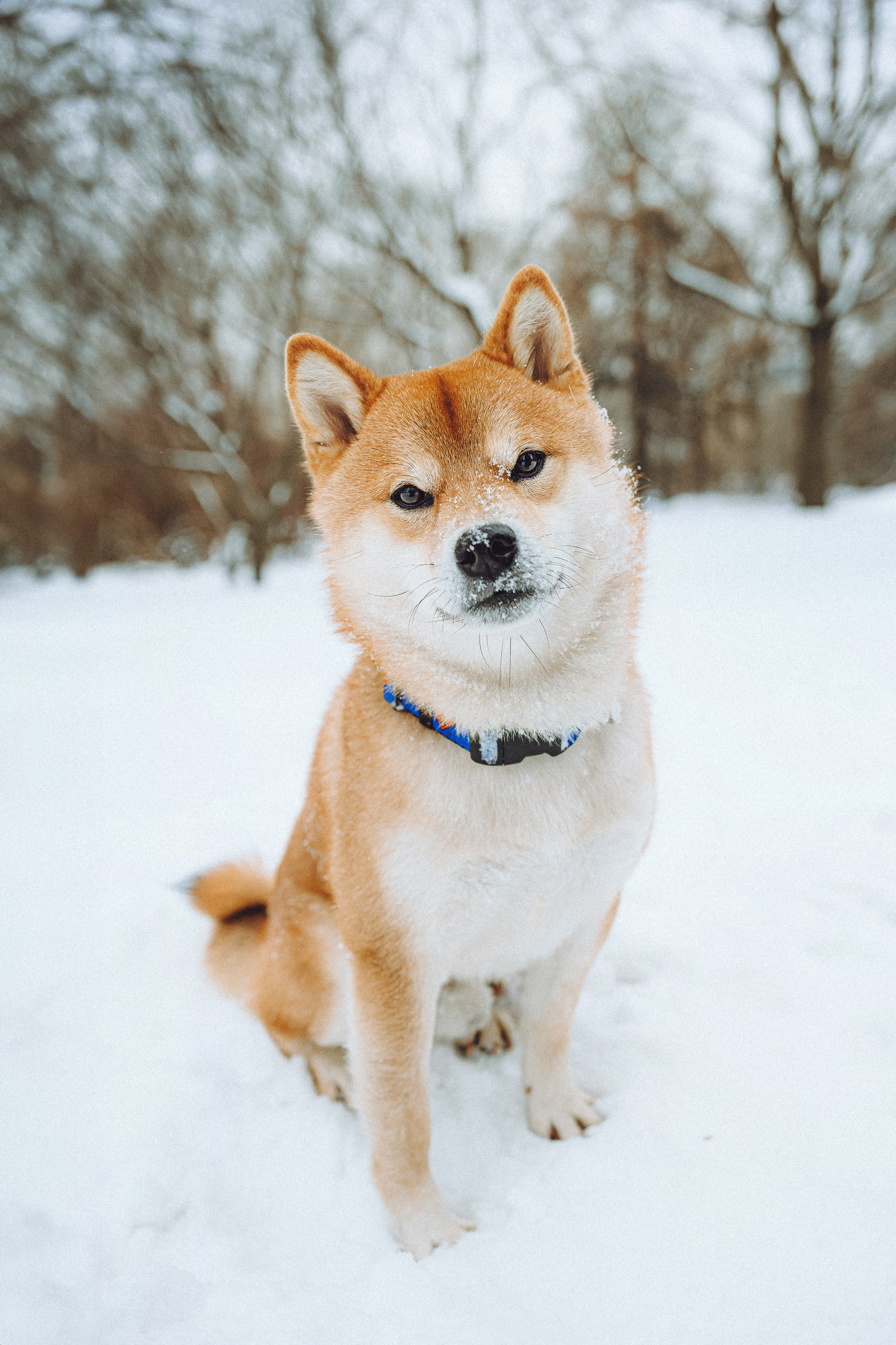 Настя и Ронин