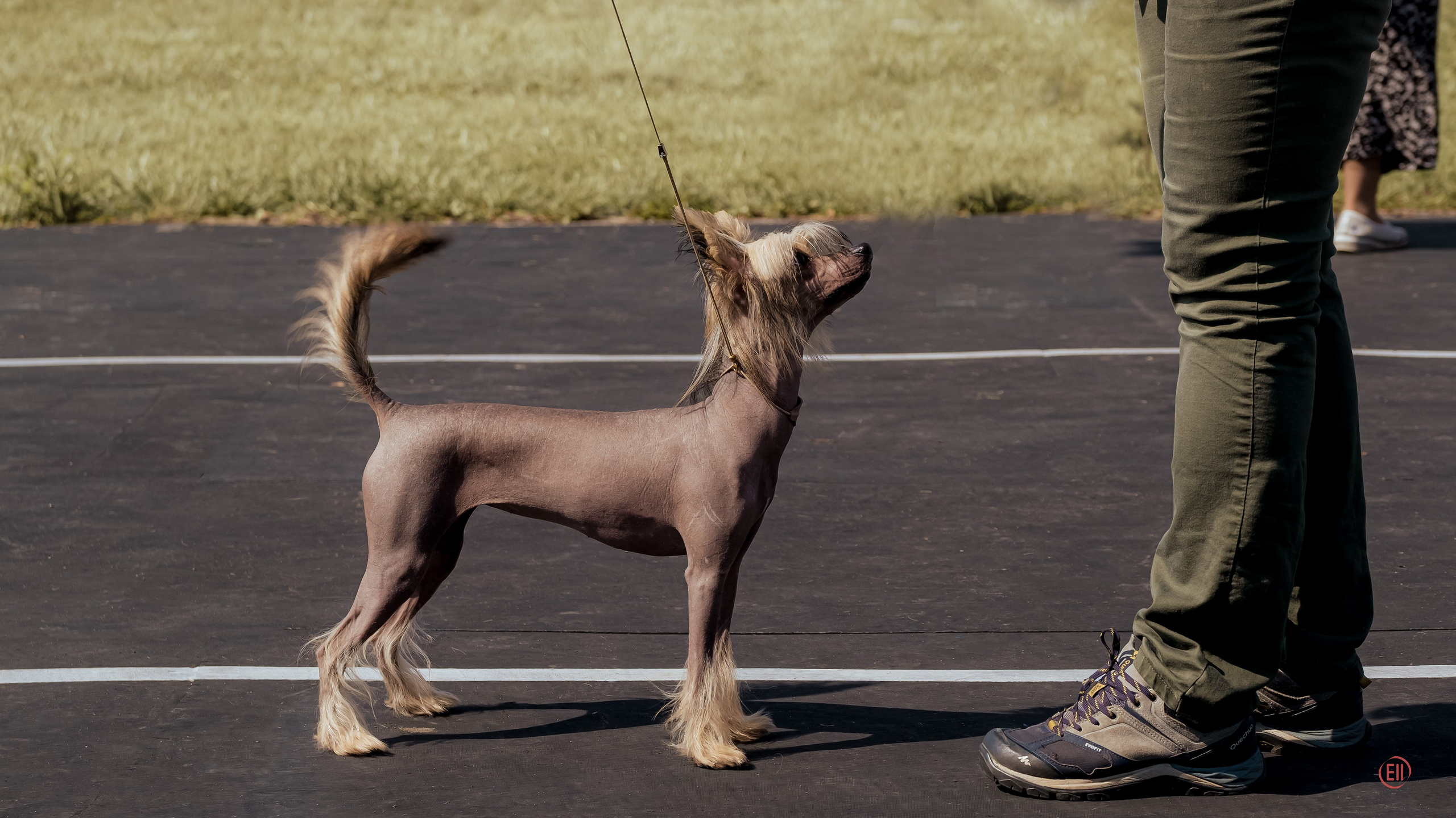 Друг человека. Фотограф в Москве