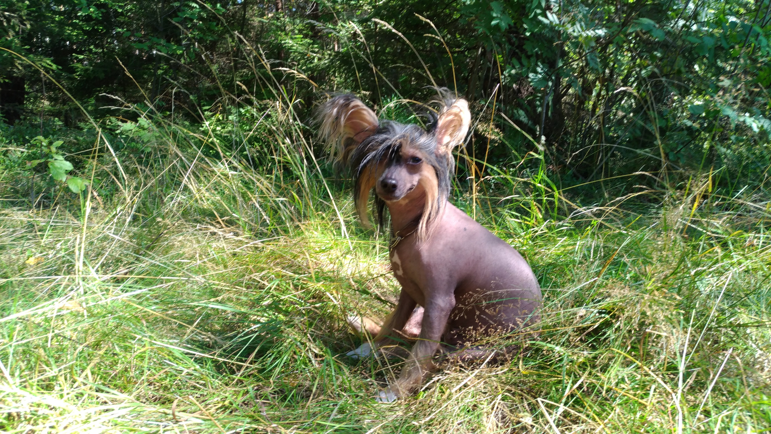 Hike to Konakovo. Poale Ell Chinese Crested Dog Kennel: Buy a puppy from the kennel