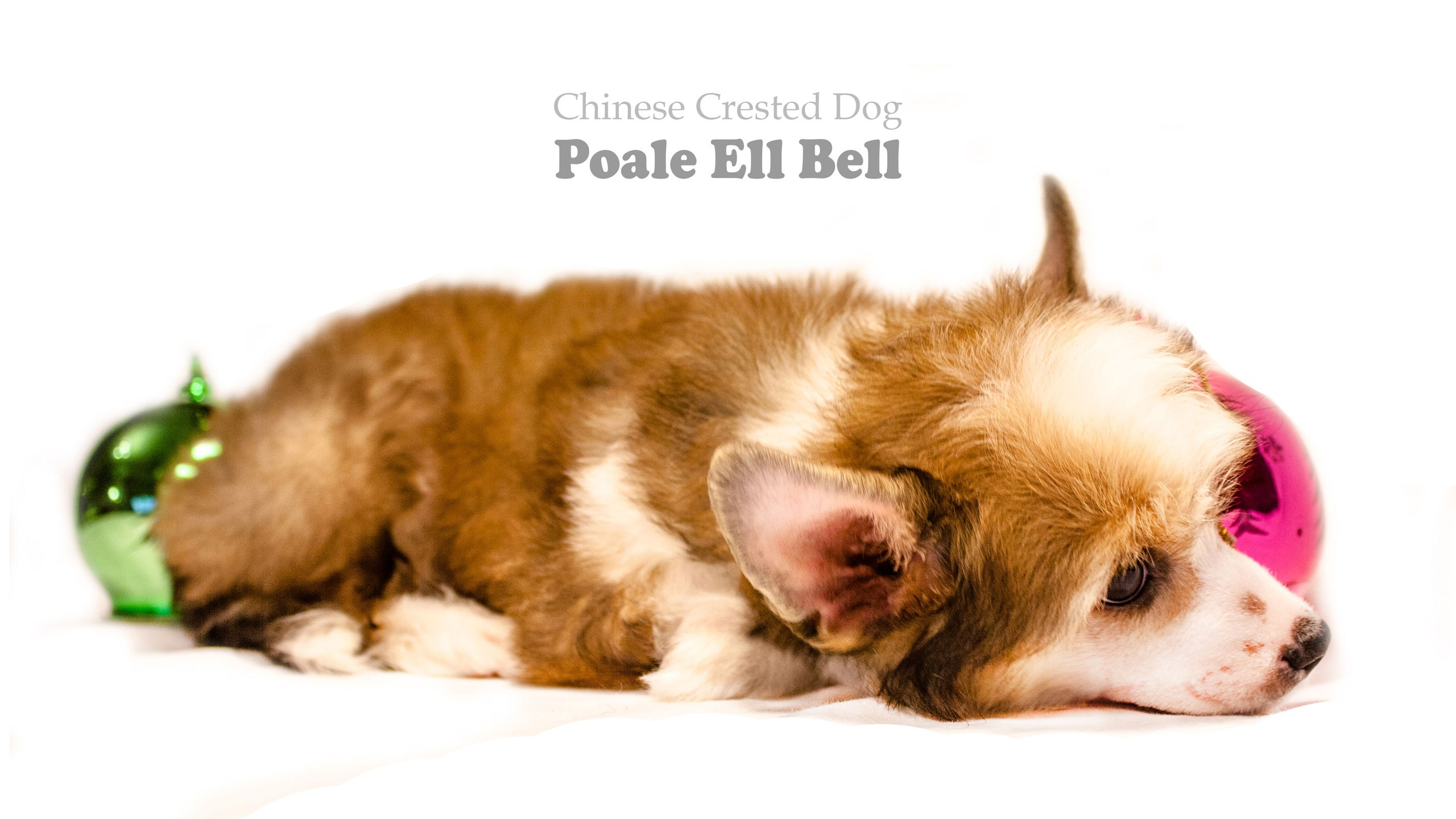 Poale Ell Bell. Chinese Crested Dog Kennel Poale Ell