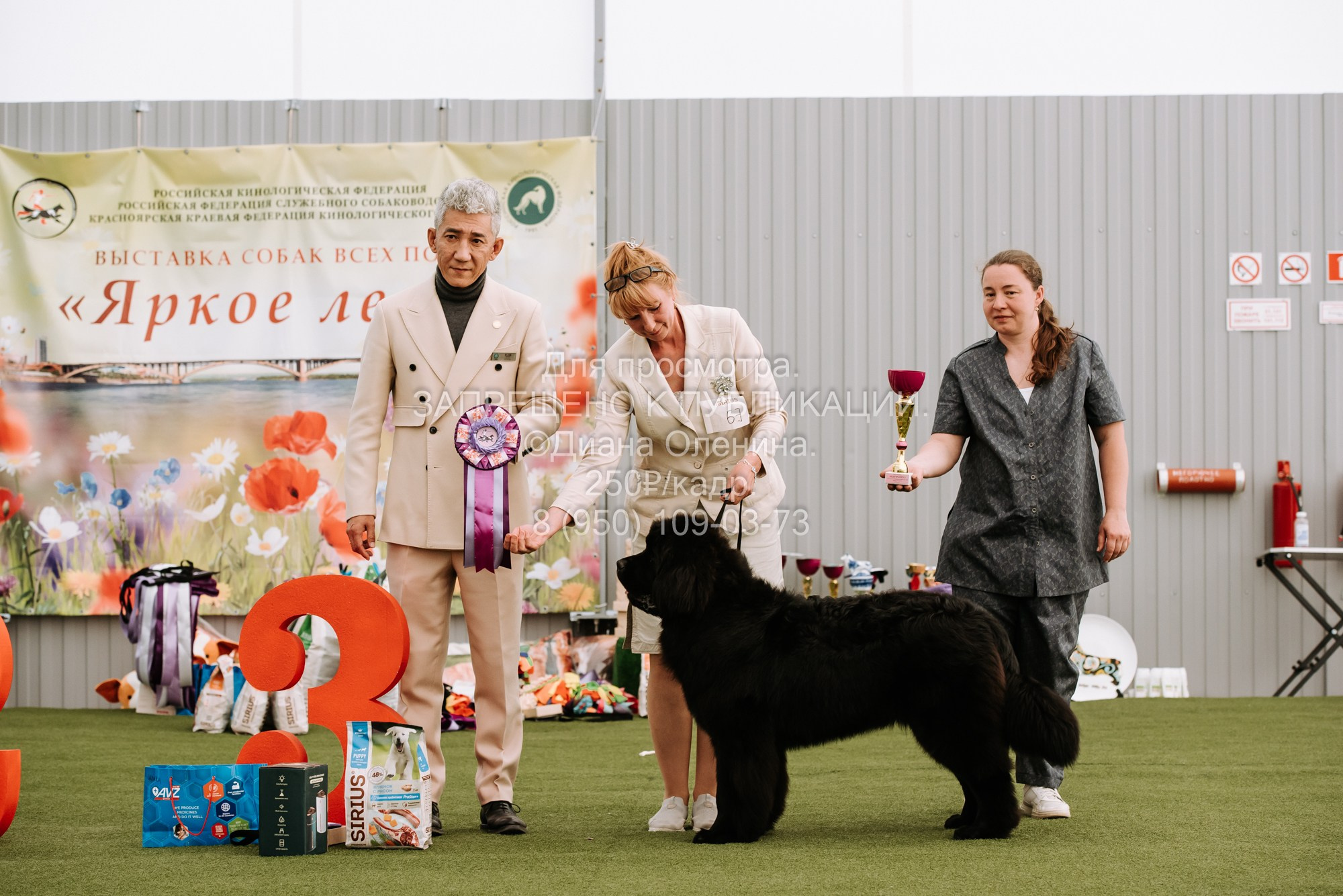 Выставка собак Красноярск 2.06. Фотограф Диана Оленина Красноярск / Братск