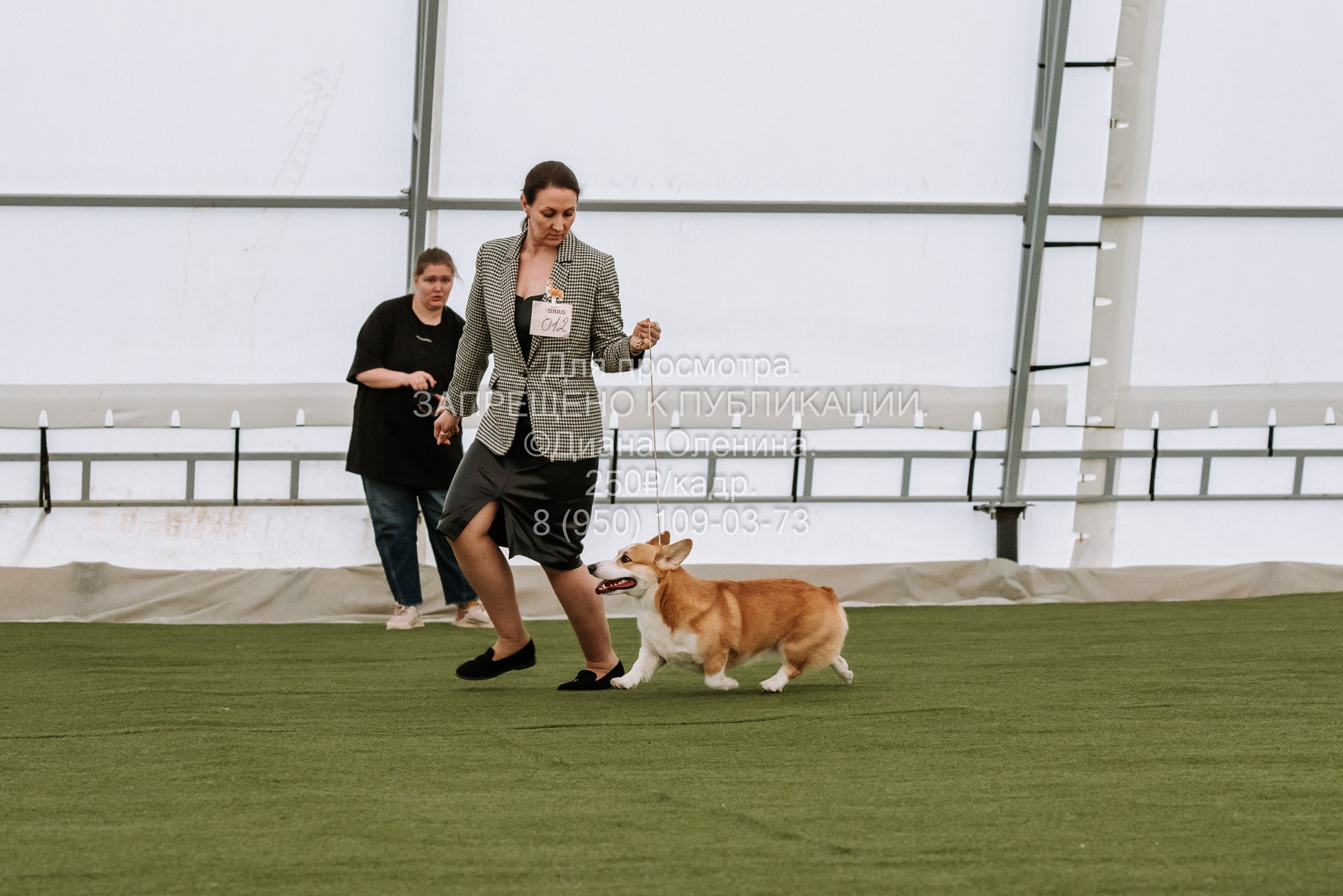 Выставка собак Красноярск 2.06. Фотограф Диана Оленина Красноярск / Братск