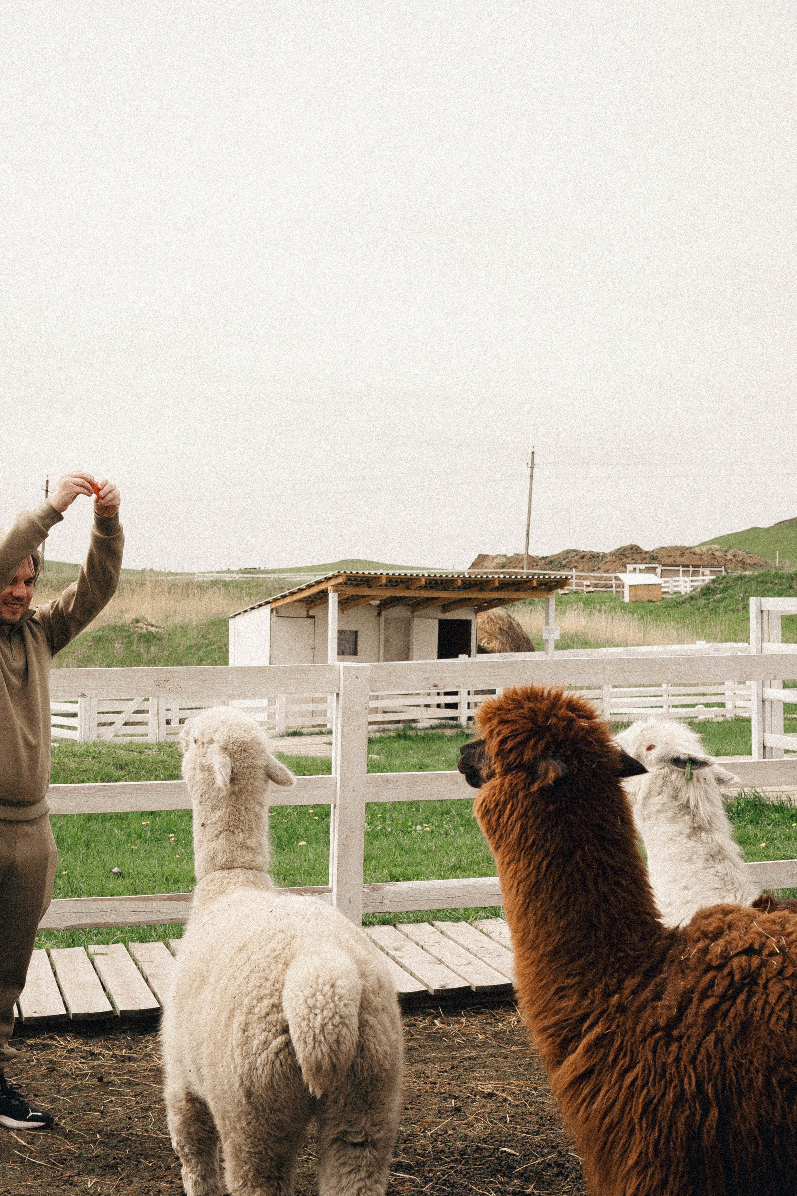 Ферма Альпак. Профессиональный фотограф, Санкт-Петербург — Виктория Богомолова