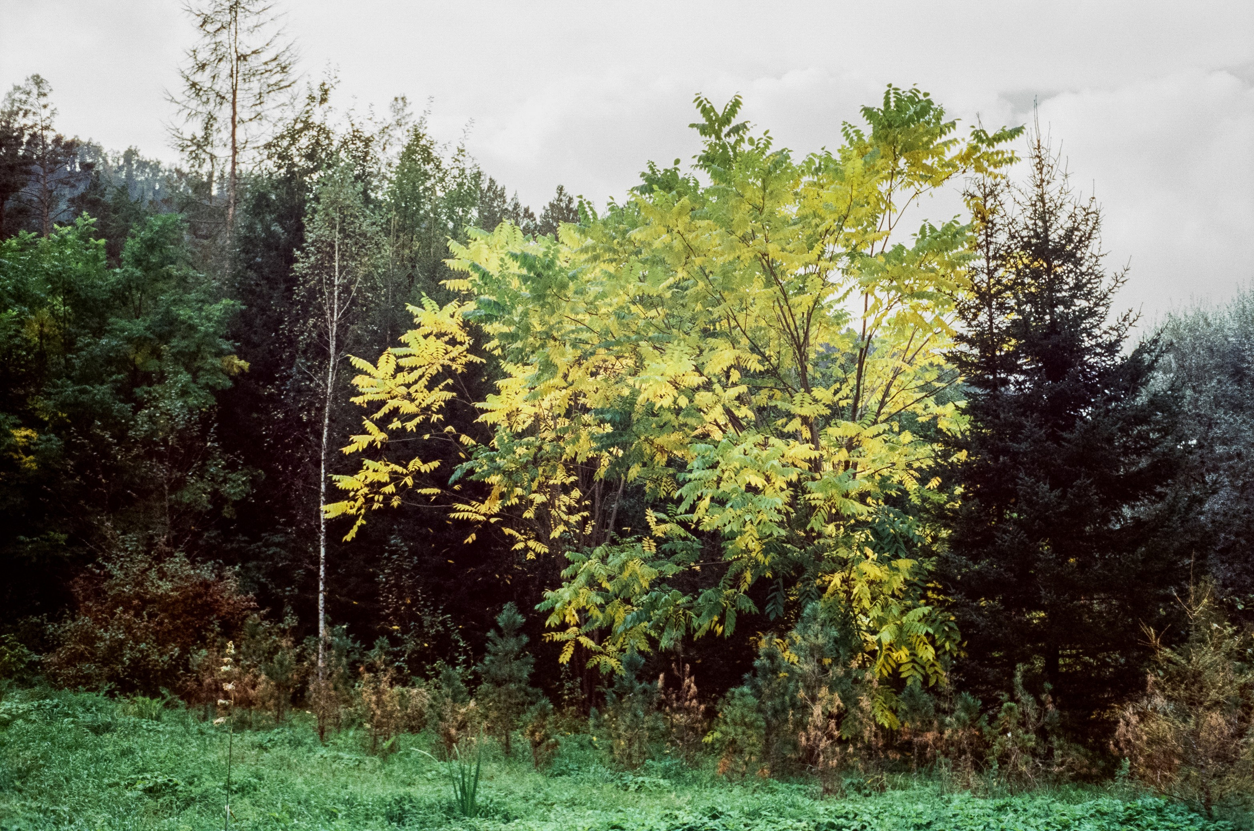 Горно-Алтайский ботанический сад / 13 сентября 2024 года / Minox 35 GT / SFL 250D