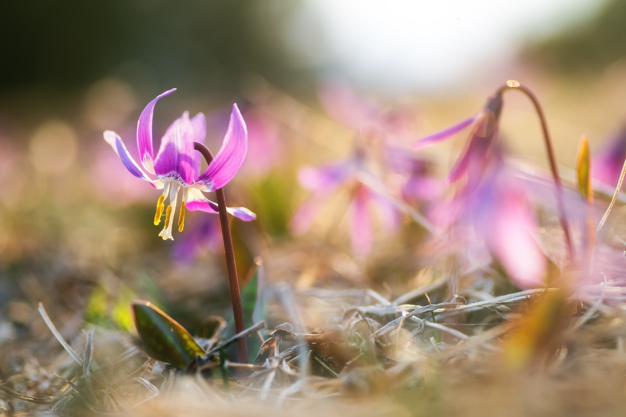 Семинские кандыки. Окрестности г. Тияхта, Онгудайский район, май 2025