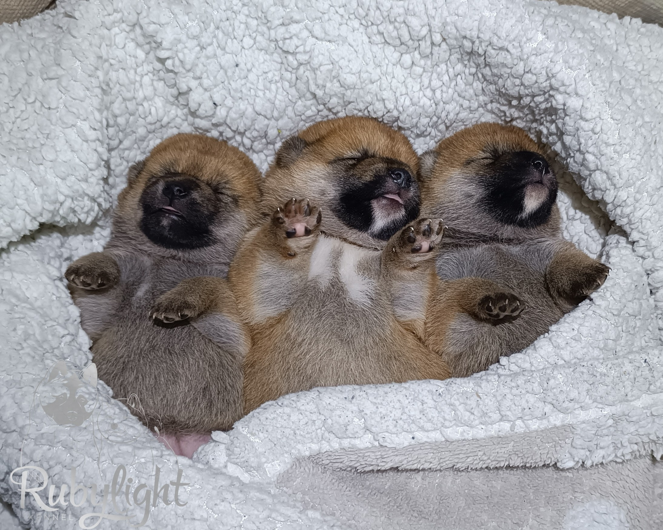 Сиба Помёт Е питомник Рубилайт