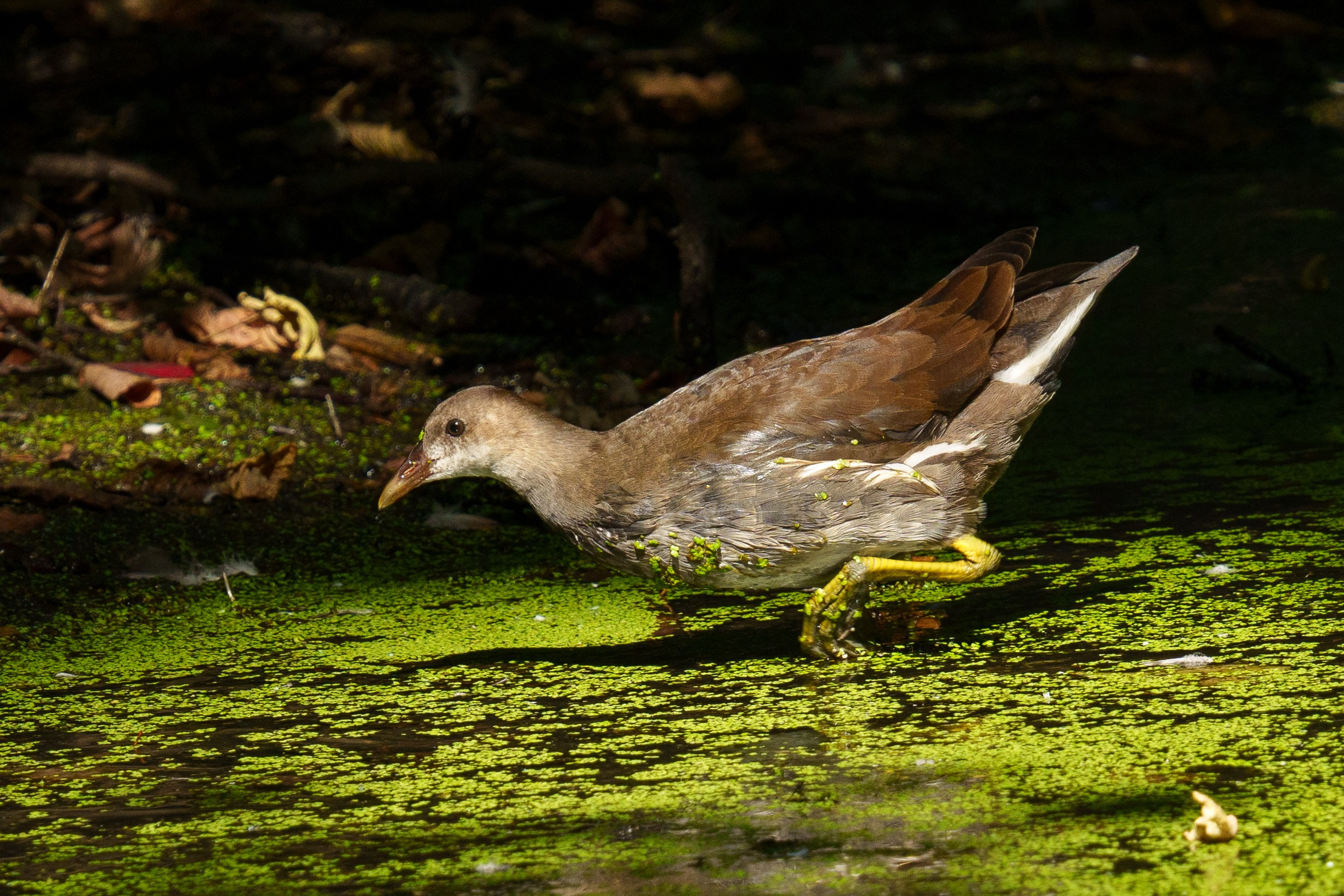 Удивительные мир птиц. Вокруг нас столько прекрасного — присмотритесь!. Ваш личный фотограф Марина Волкова