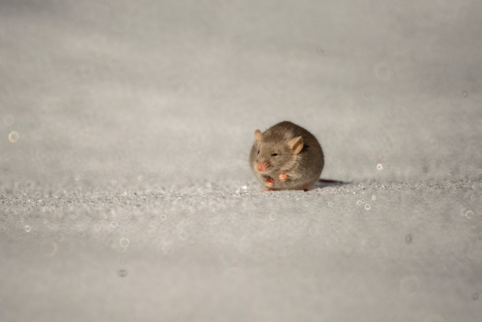 Животные. Ваш личный фотограф Марина Волкова