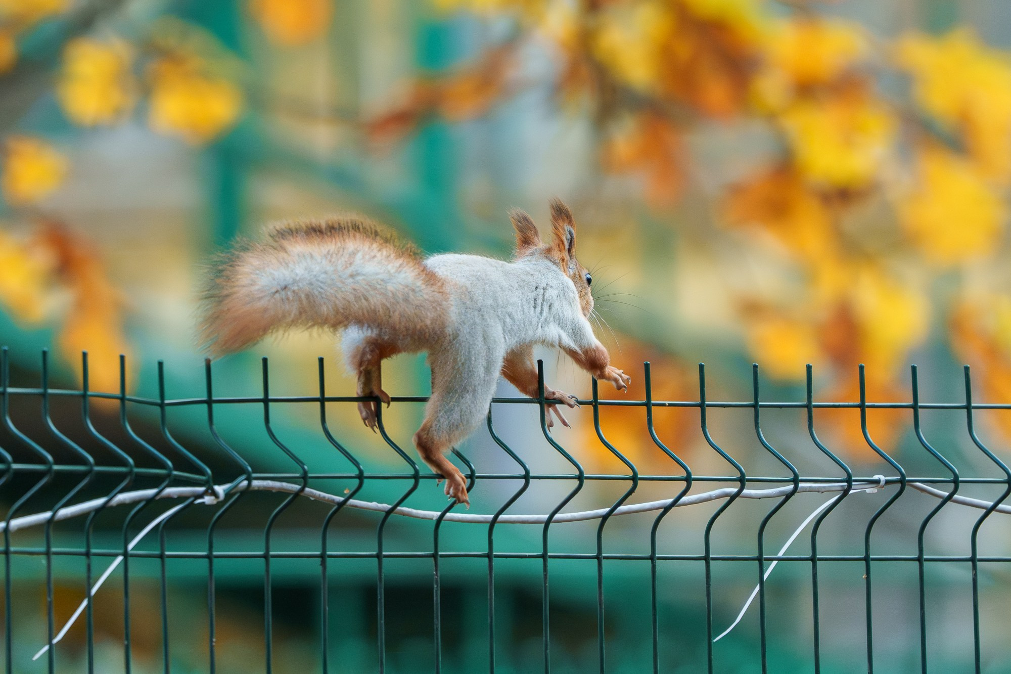 Животные. Ваш личный фотограф Марина Волкова