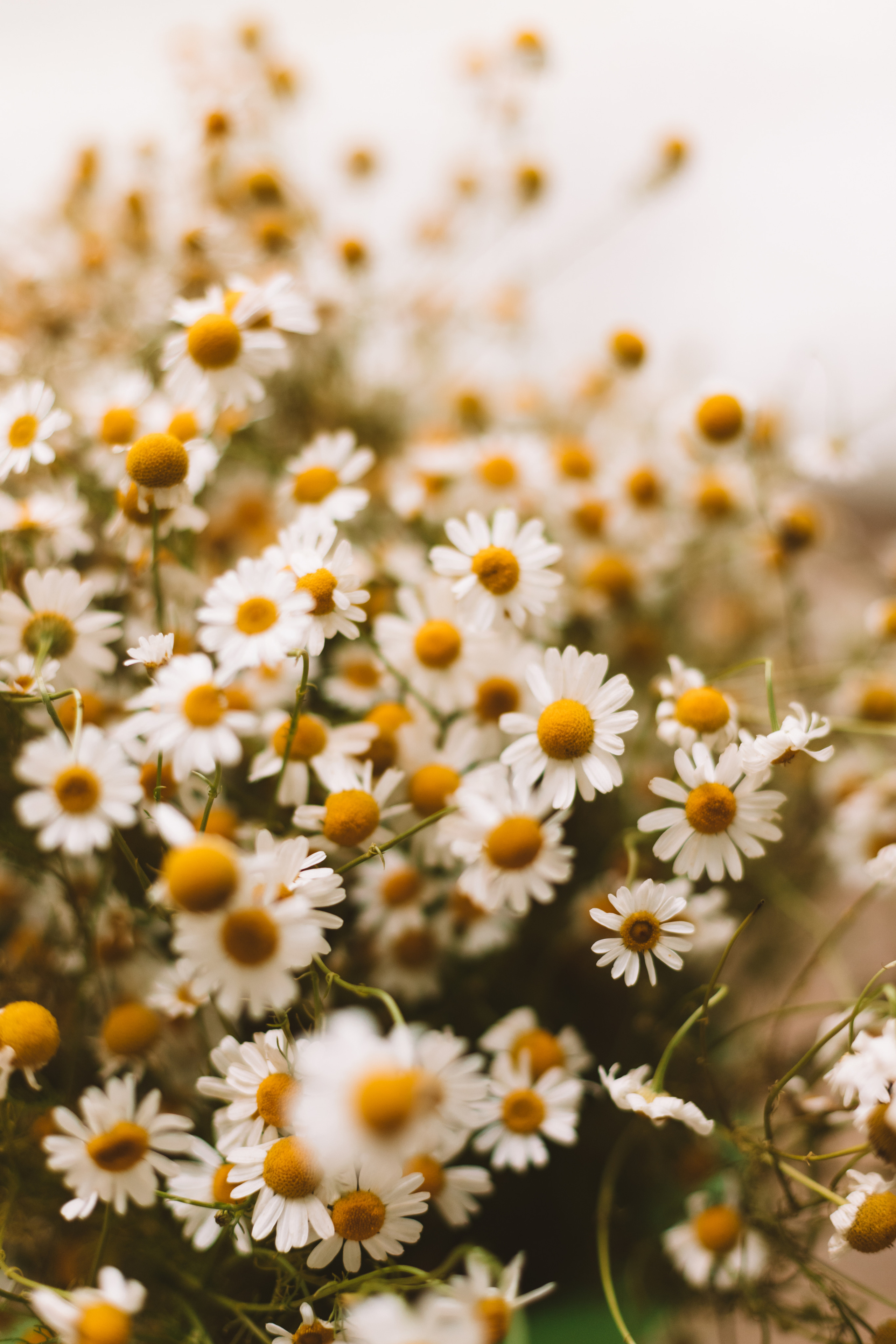 Елена. Фотограф в Волгограде и Москве Алина Галушкина