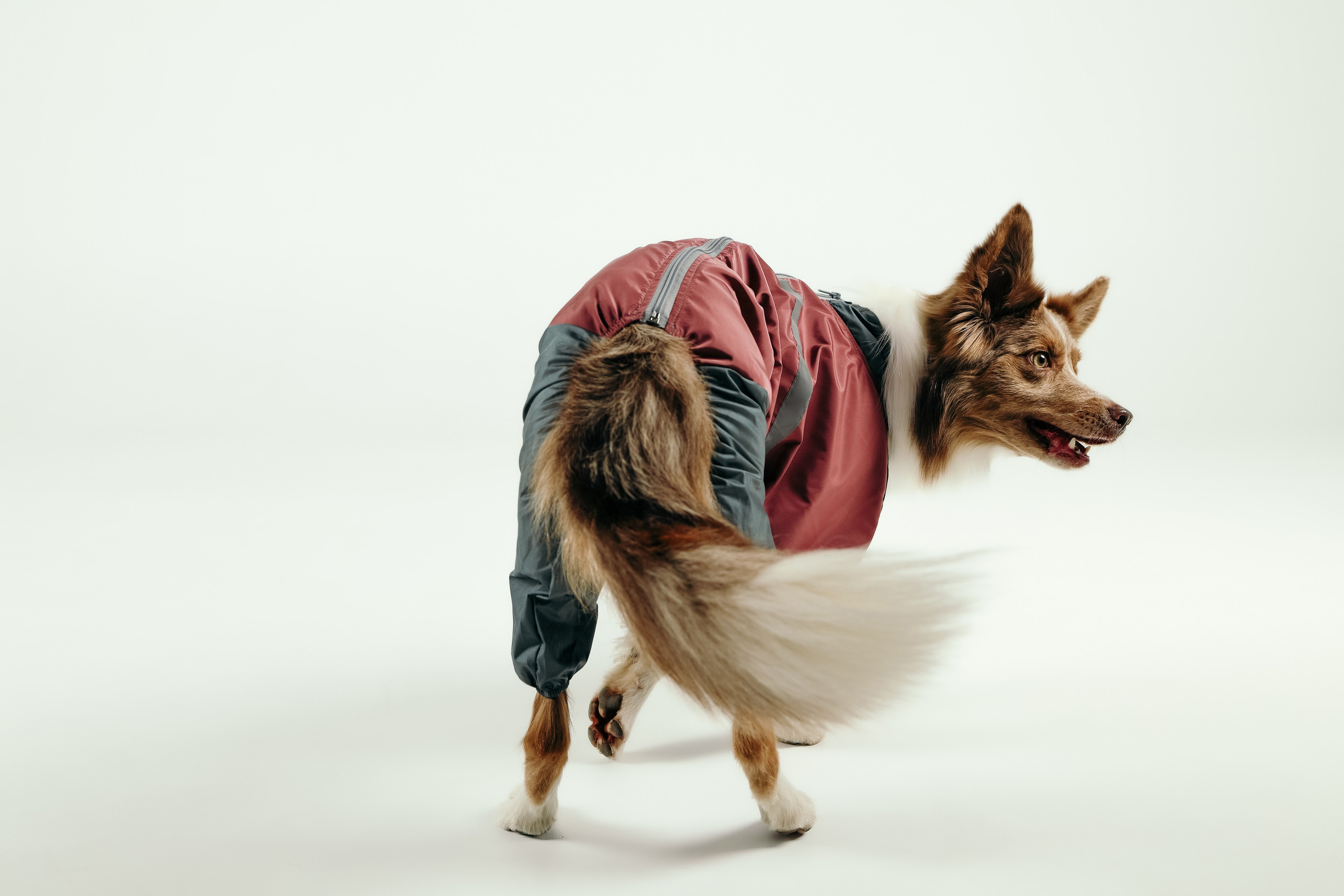 Для брендов. Фотограф- анималист Санкт-Петербург