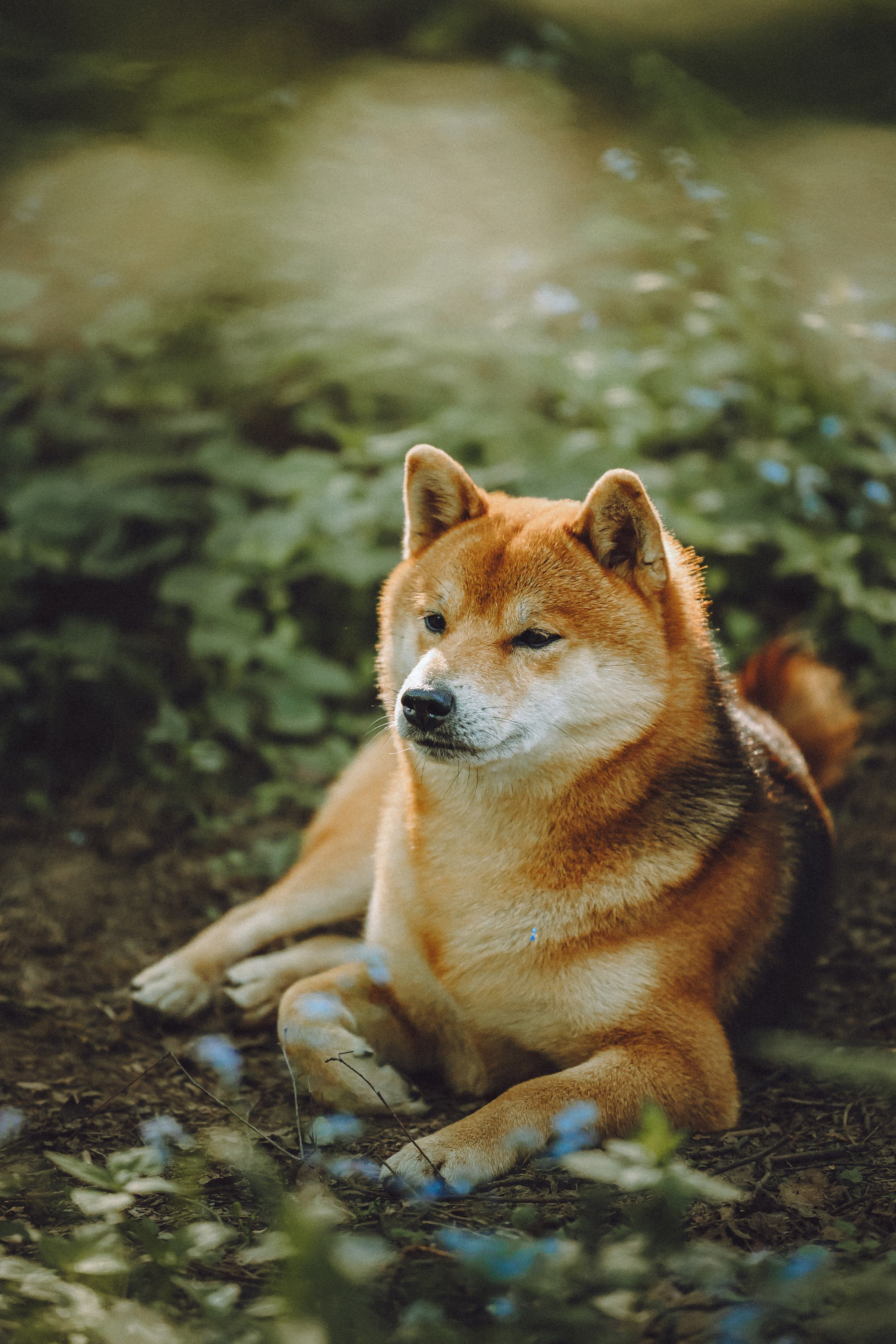 Шед, Цири, Чиби, Цера и их семья