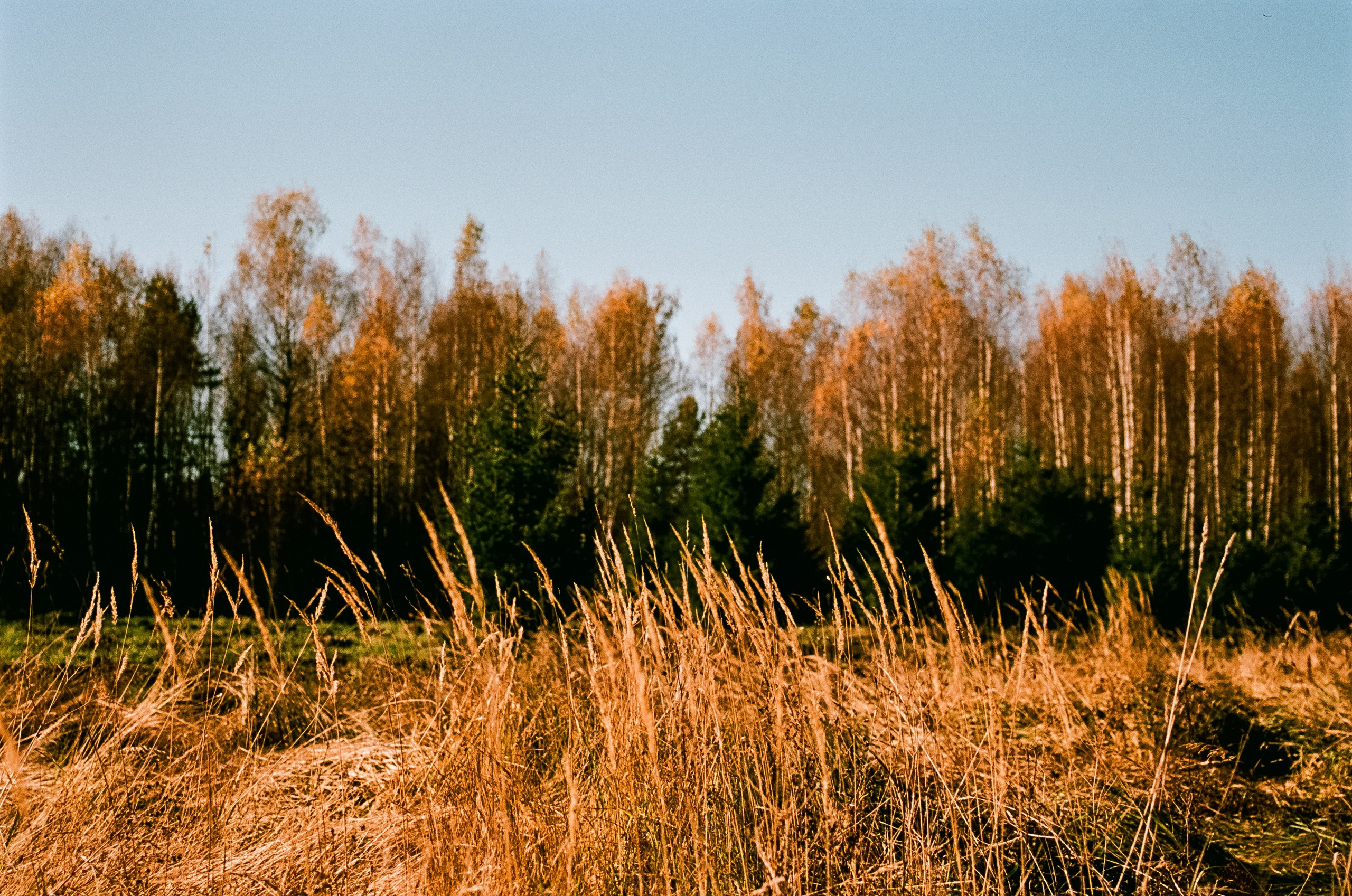 Nikon F100 — Mamiya (645) Sekor C 45 mm f2.8 и Macro 80 mm f/4