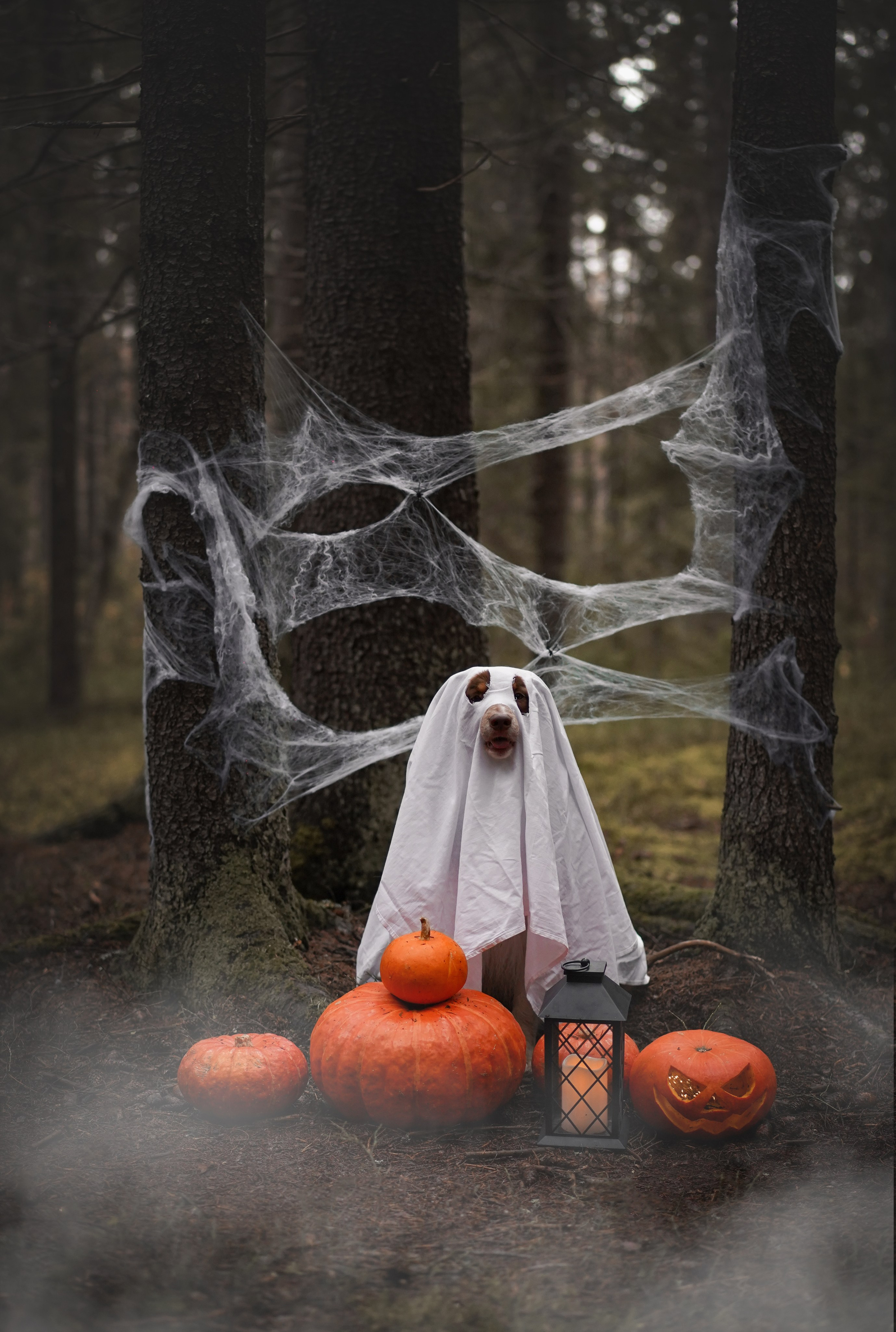 Аусси Хэллоуин 24. Фотограф-анималист в Санкт-Петербурге Яна Мартынова