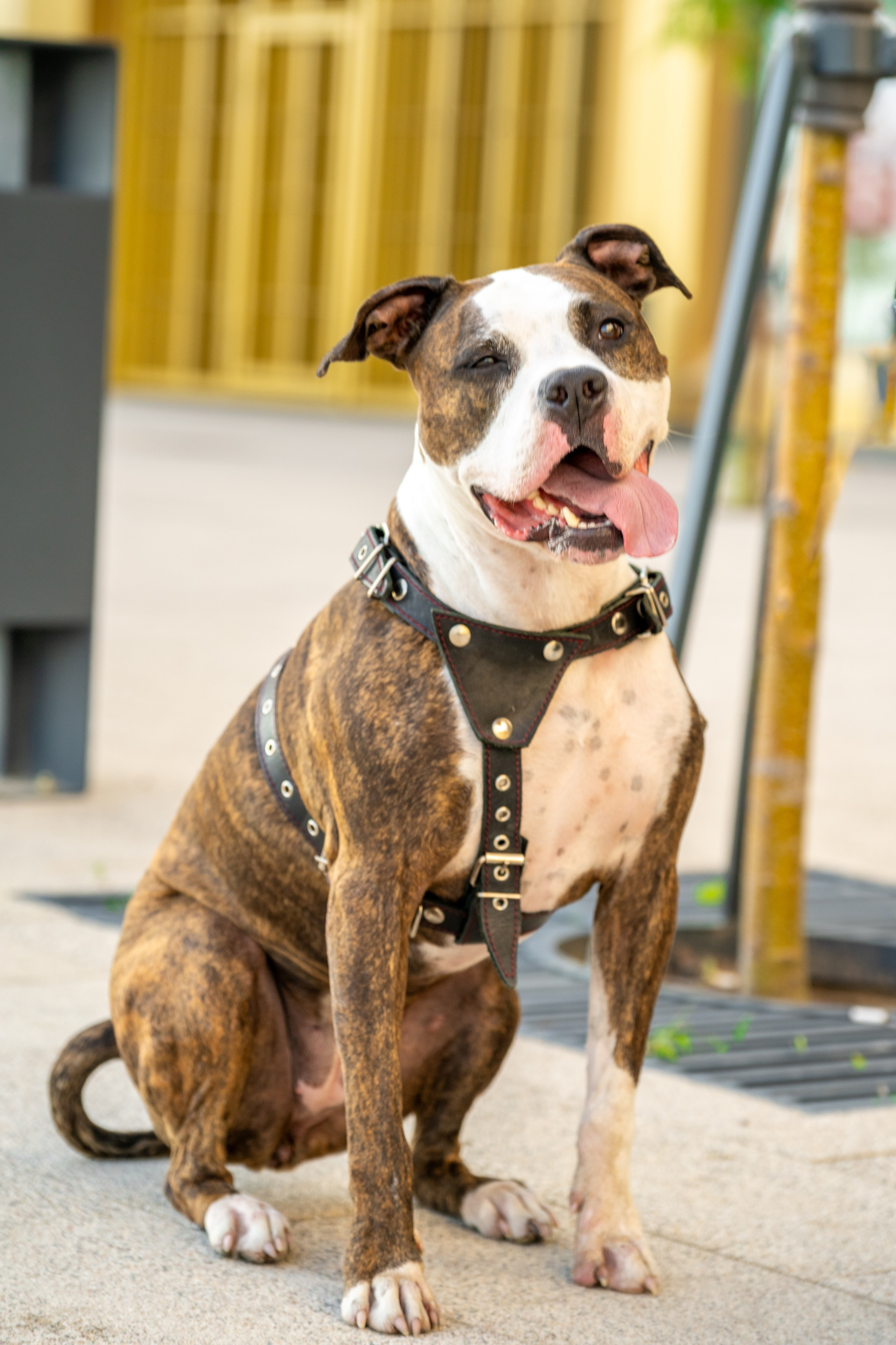 Вы и ваши питомцы. Фотограф в Санкт-Петербурге Александра Ладыгина