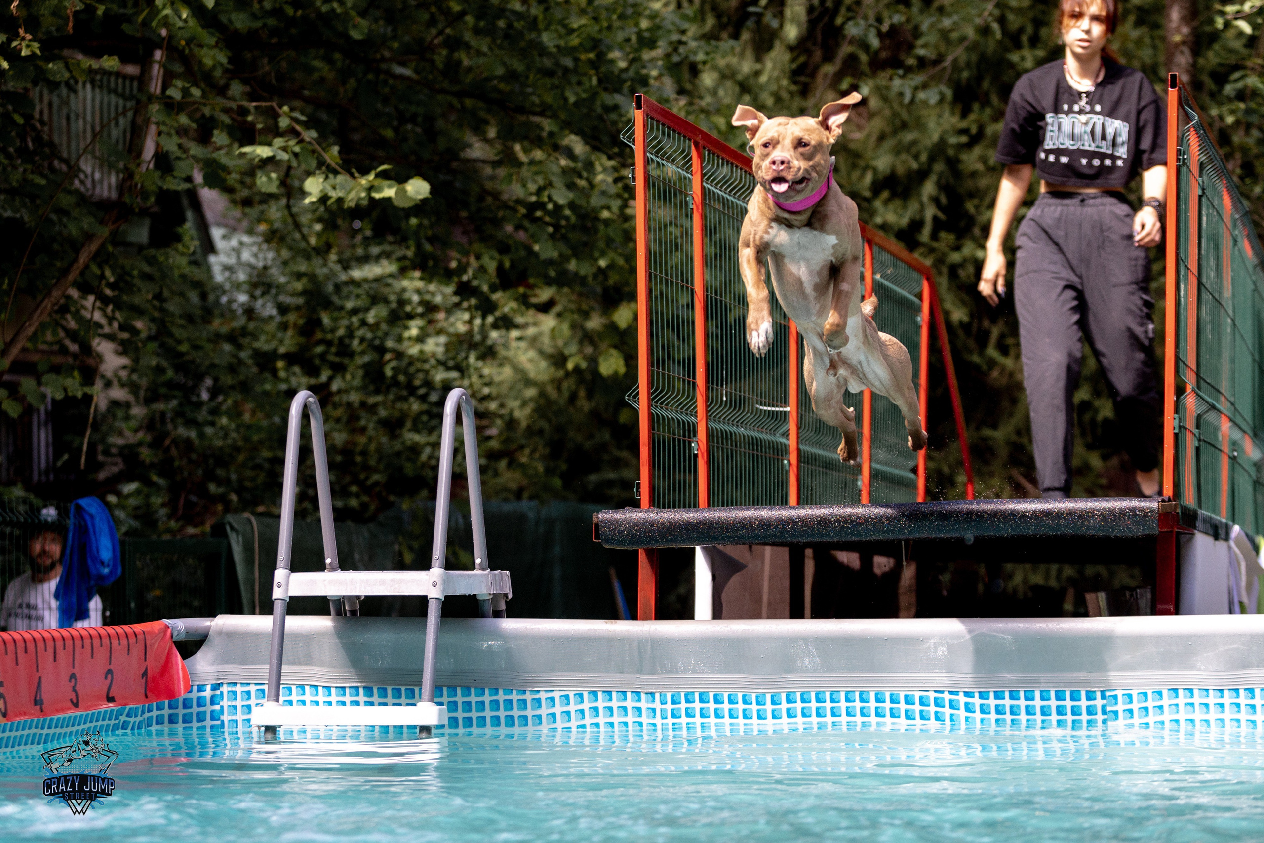 Собаки, спорт, Док дайвинг. Свадебный и репортажный фотограф в Москве и Московской области
