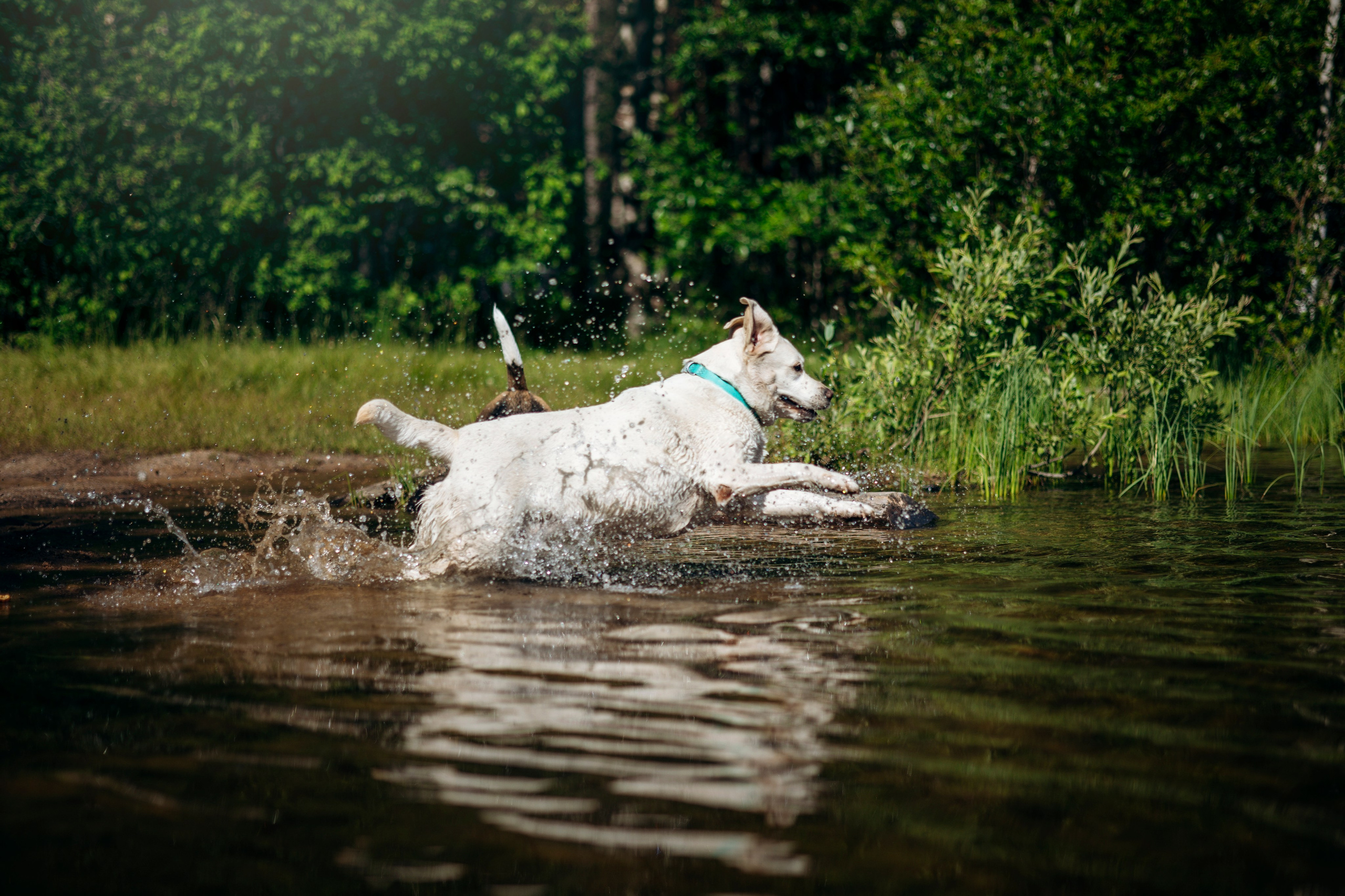 Котофеи и их семья. Фотограф — Анималист | Санкт-Петербург