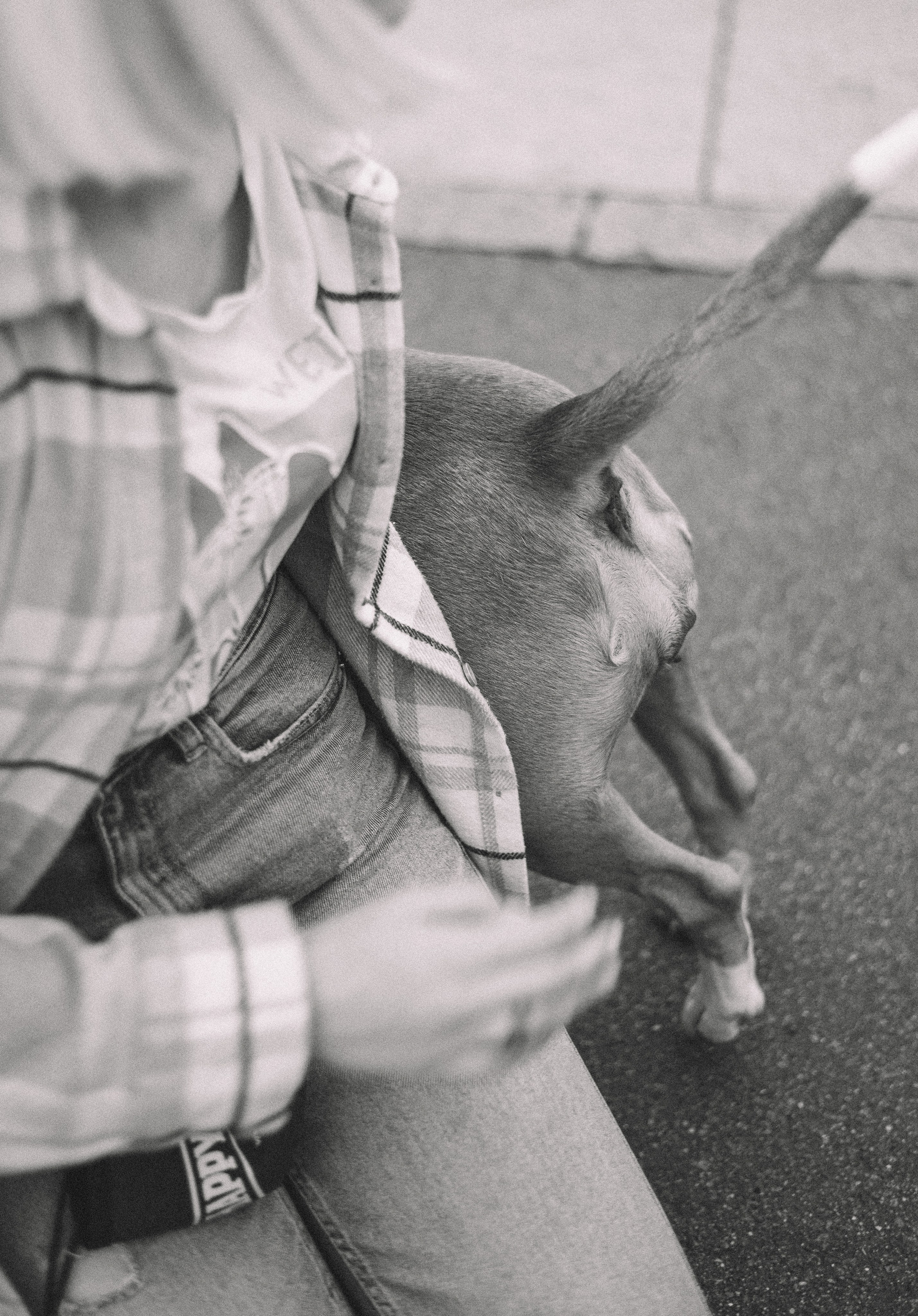 Маша и Рулька. Фотограф-анималист Богданова Полина