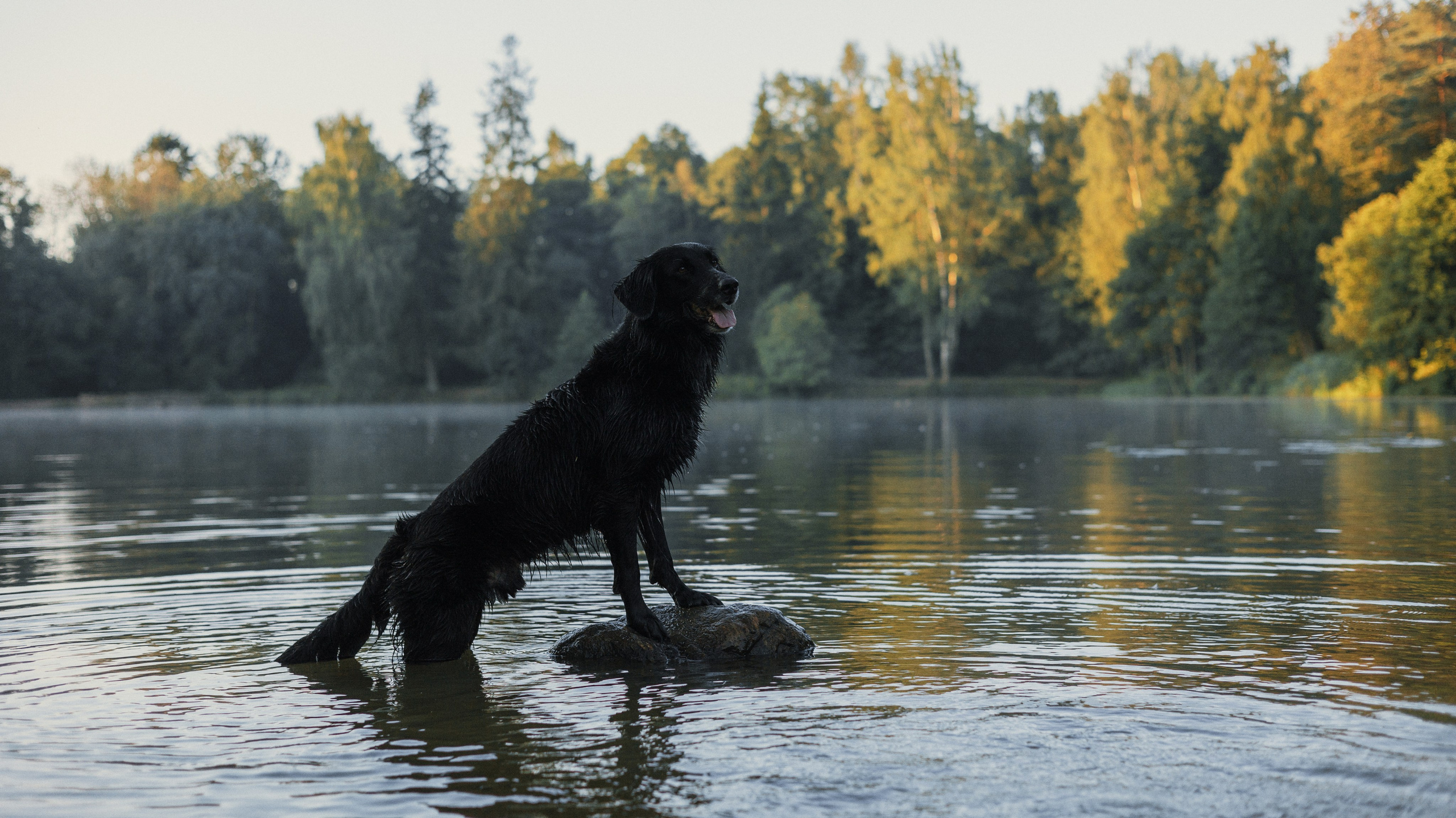 Лиза и Коди. Фотограф-анималист Богданова Полина