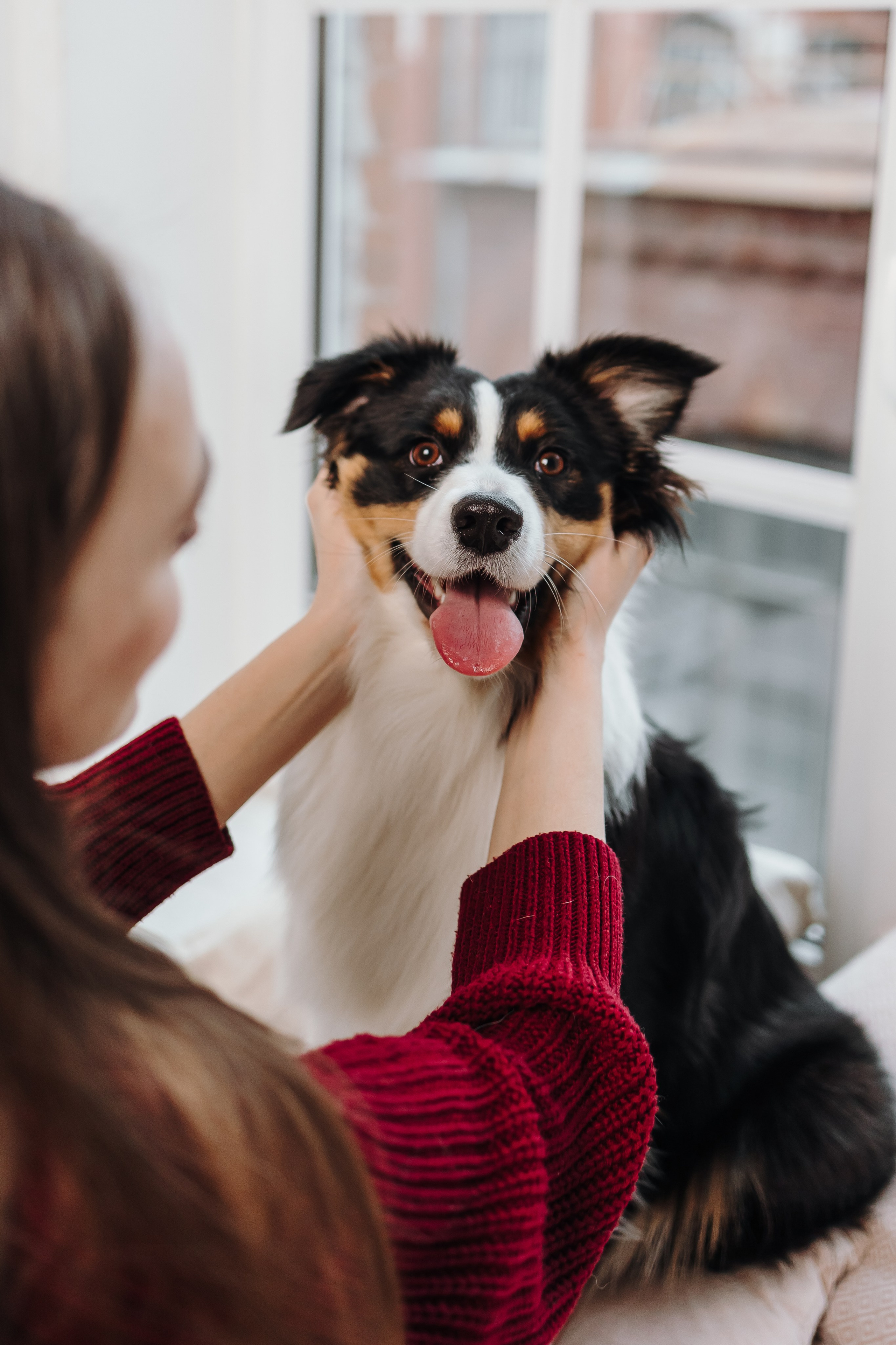 Груминг. Фотограф-анималист в Санкт-Петербурге Алина Яхонт