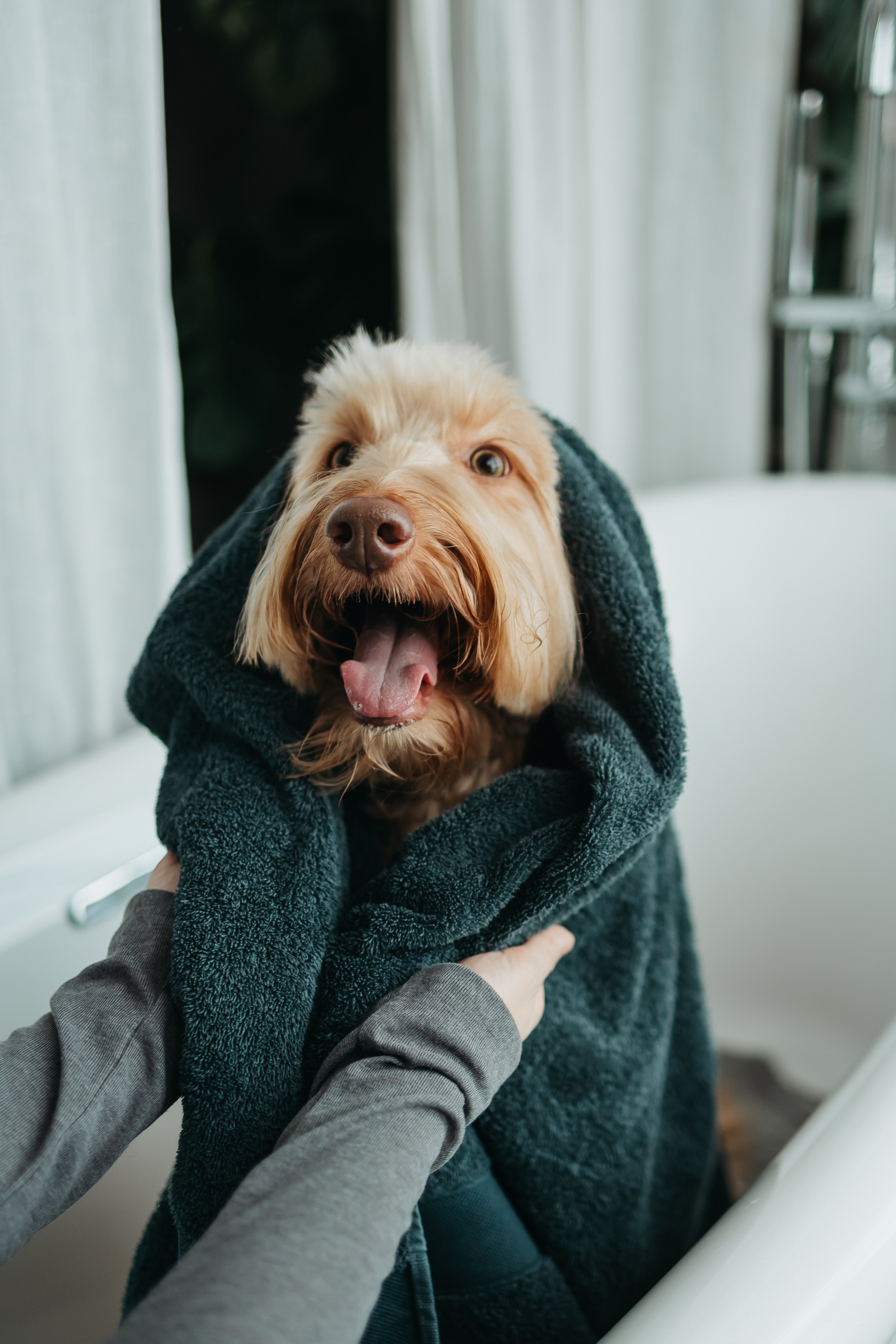 Алина и Фиби. Фотограф-анималист в Санкт-Петербурге Алина Яхонт