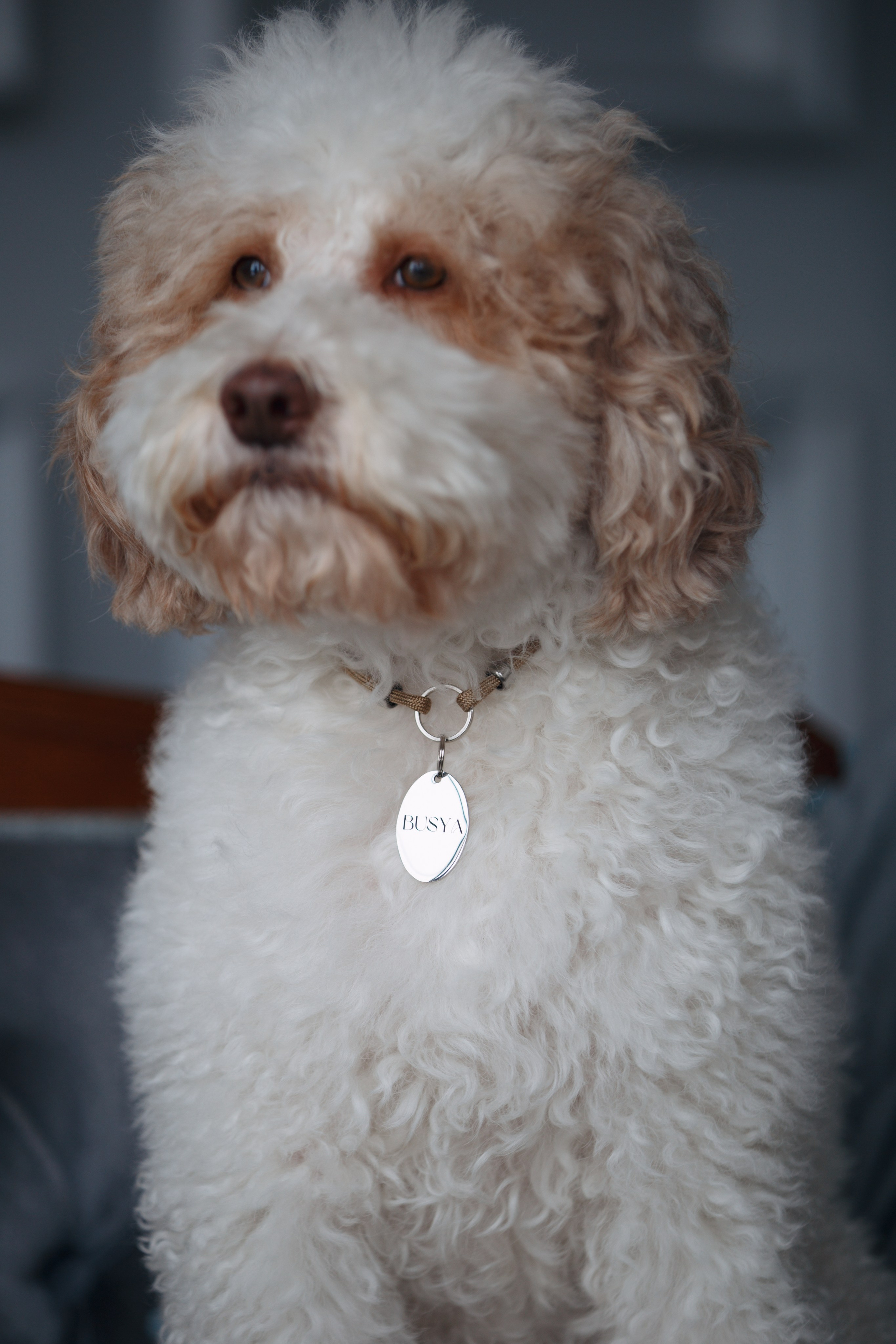 Bmbh лежанки и адресники. Фотограф анималист Кристина Карпова, Москва