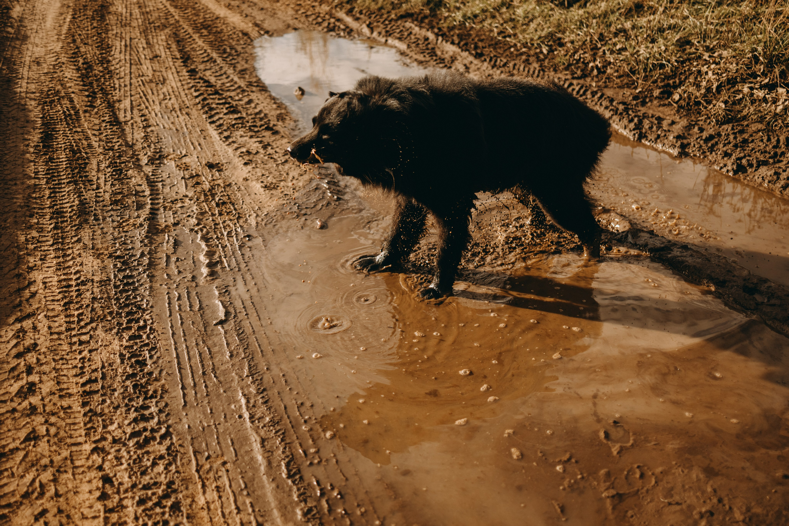 Лора и Джанго. Фотограф — Анималист | Санкт-Петербург