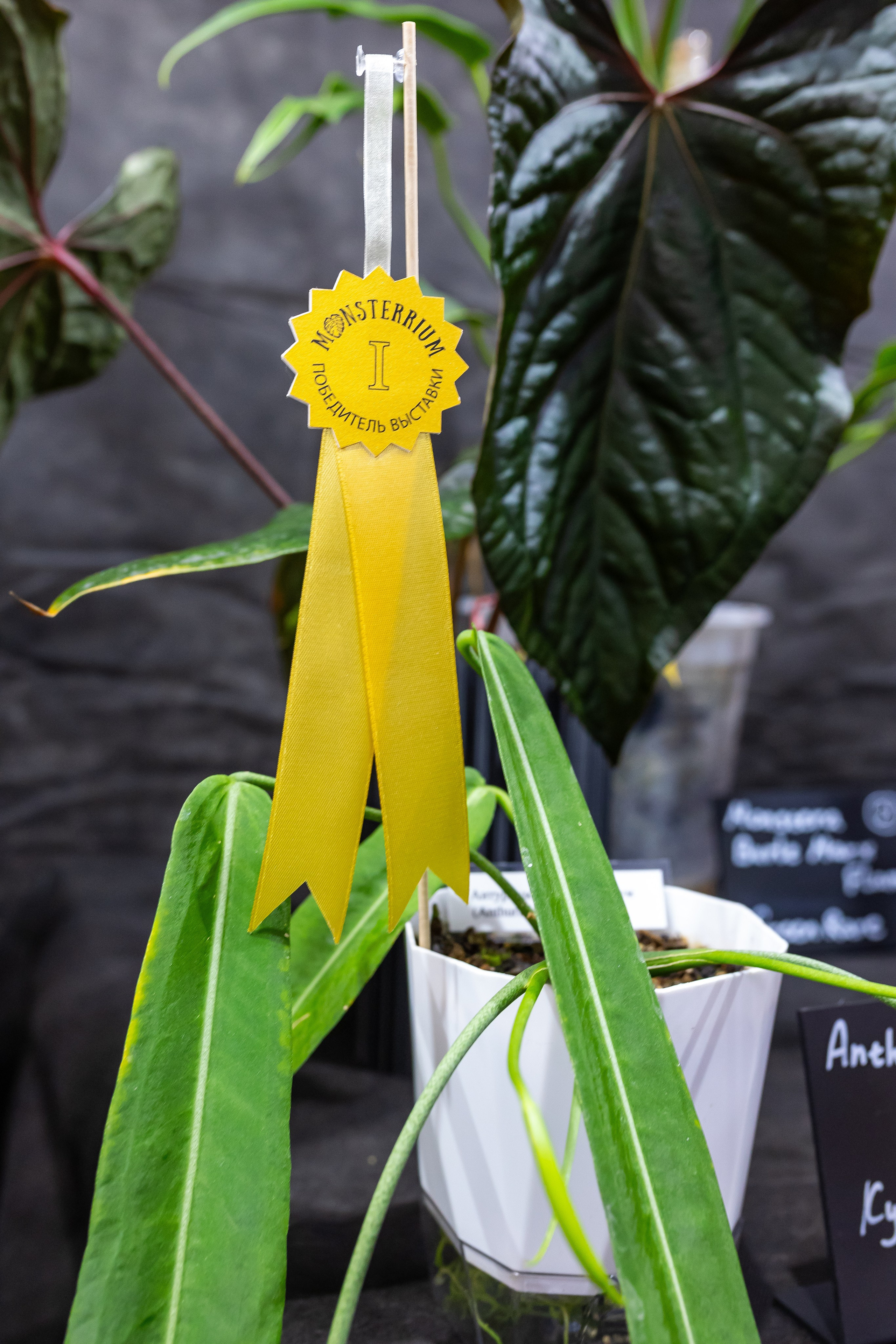 Монстериум апрель 2025. Александра Куликова фотограф, Москва