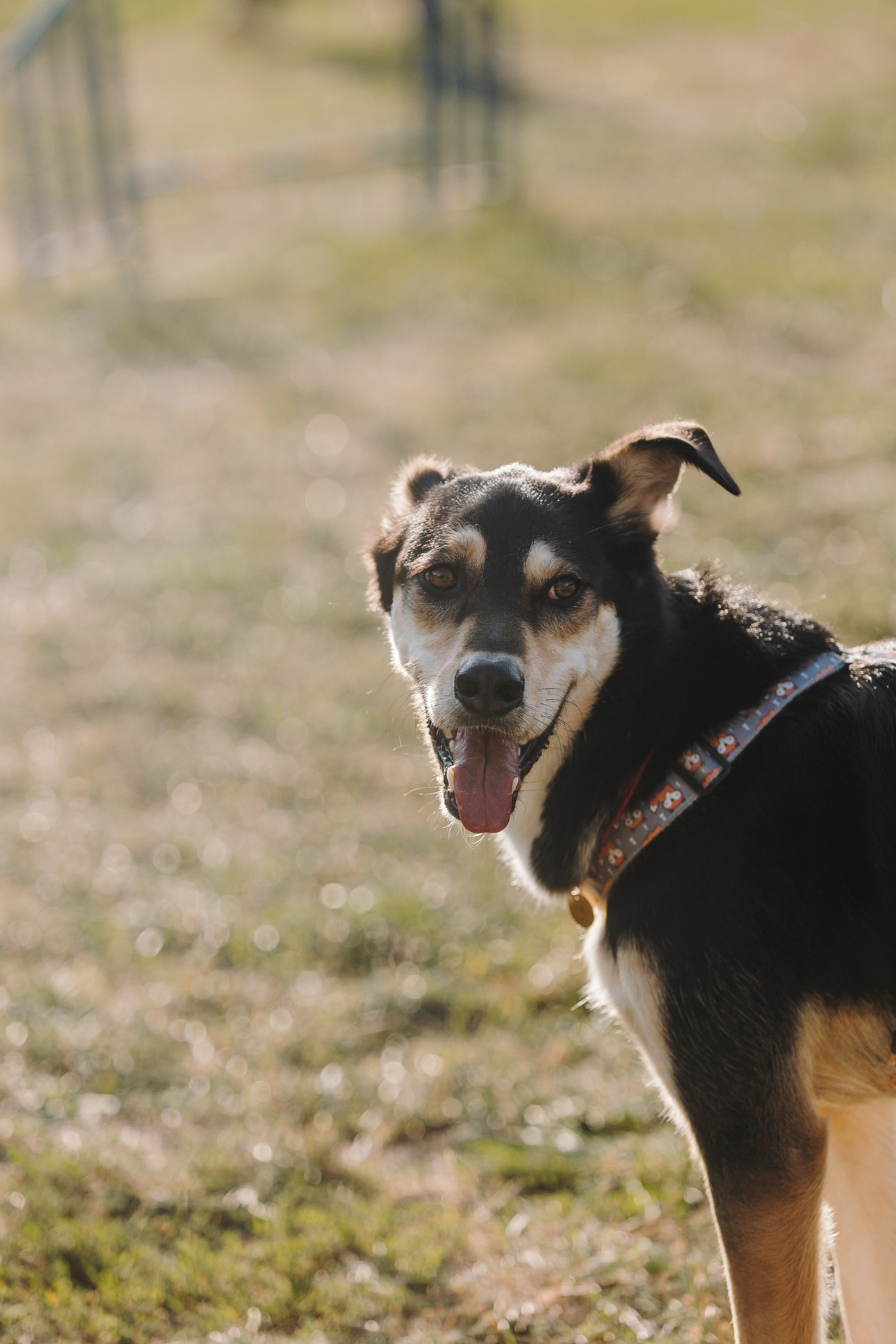 Petshop Sup day. Фотограф анималист Кристина Карпова, Москва