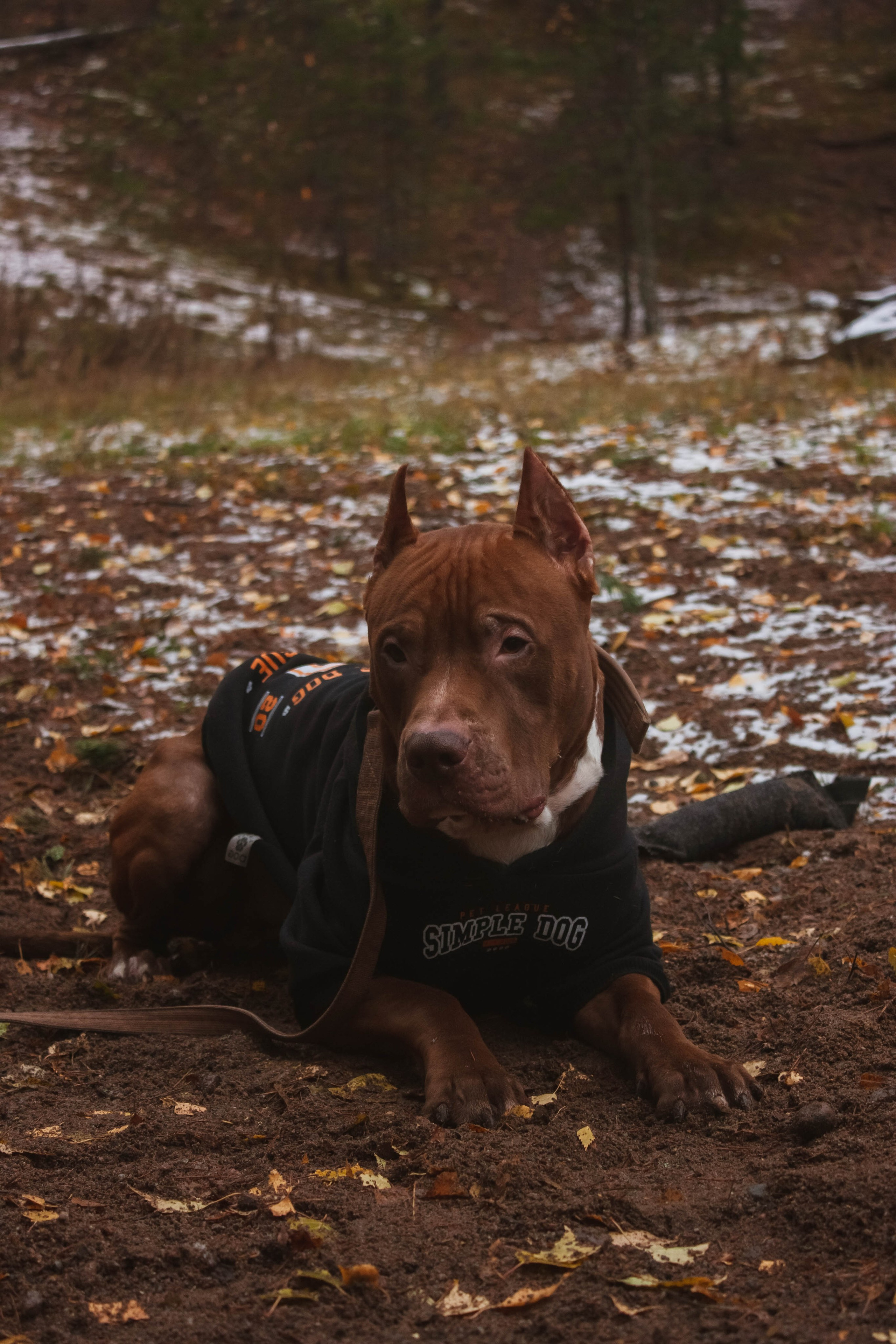 Айрон и Егор. Фотограф-анималист в Санкт-Петербурге Алина Яхонт