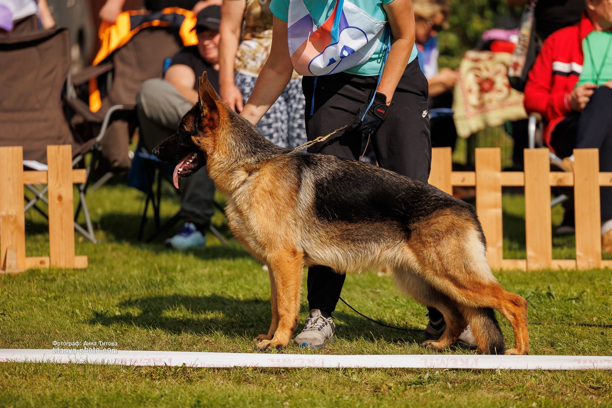 Немецкие овчарки: фото из рингов и вне ринга, мутпроба (фотографии с выставок). Фотограф собак, фотограф-анималист Аня Титова (Titanya). Москва
