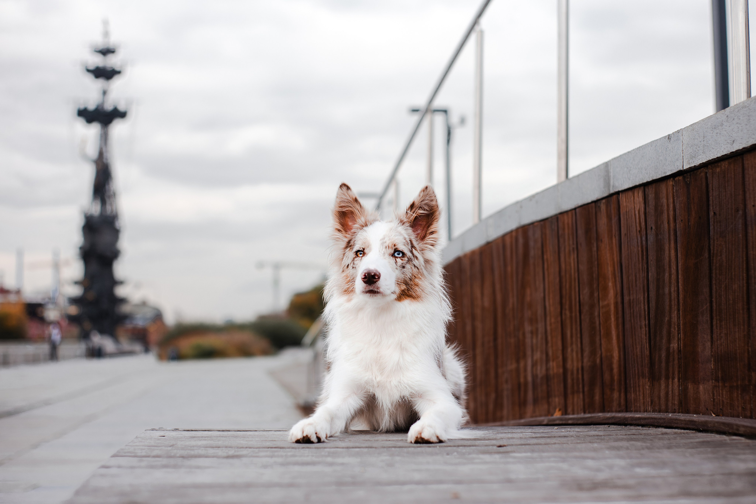 Мария и Утопия. Фотограф-анималист Мария Баркевич | Москва
