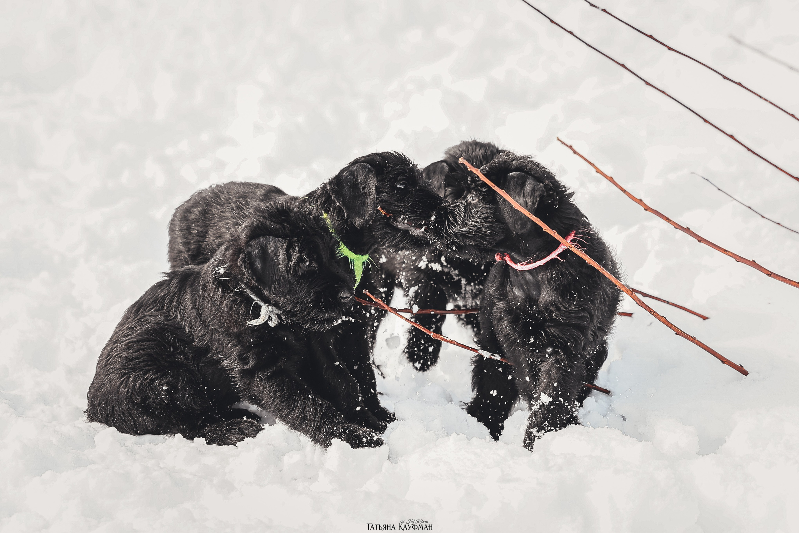 Ризеншнауцер, щенки ризеншнауцера, купить ризеншнауцера, купить щенка, ризеншнауцер Новосибирск, фотосъемка щенков, фотосессия собак, заказать фотосессию, фотографии щенков, сфотографировать щенка, фотограф Анималист, фотограф собак Новосибирск, фотограф анималист Новосибирск