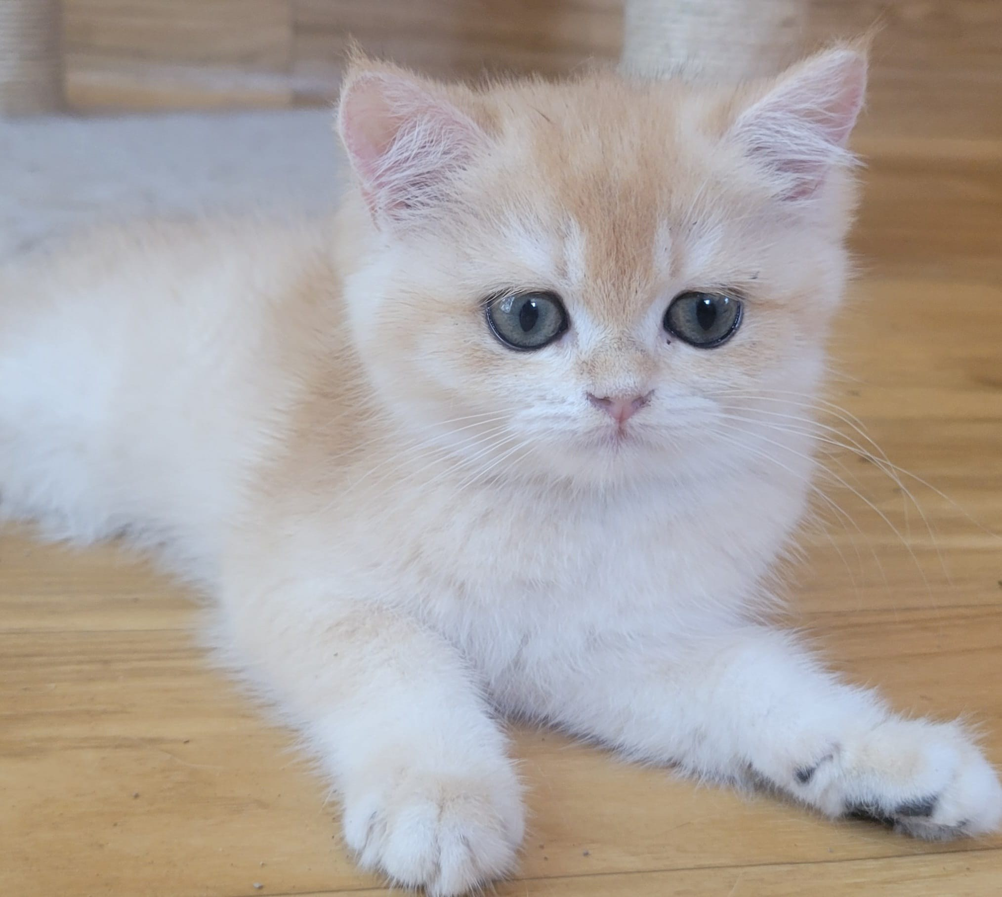 Miki, female, DB 06.14.24, sold. British shorhair Cats