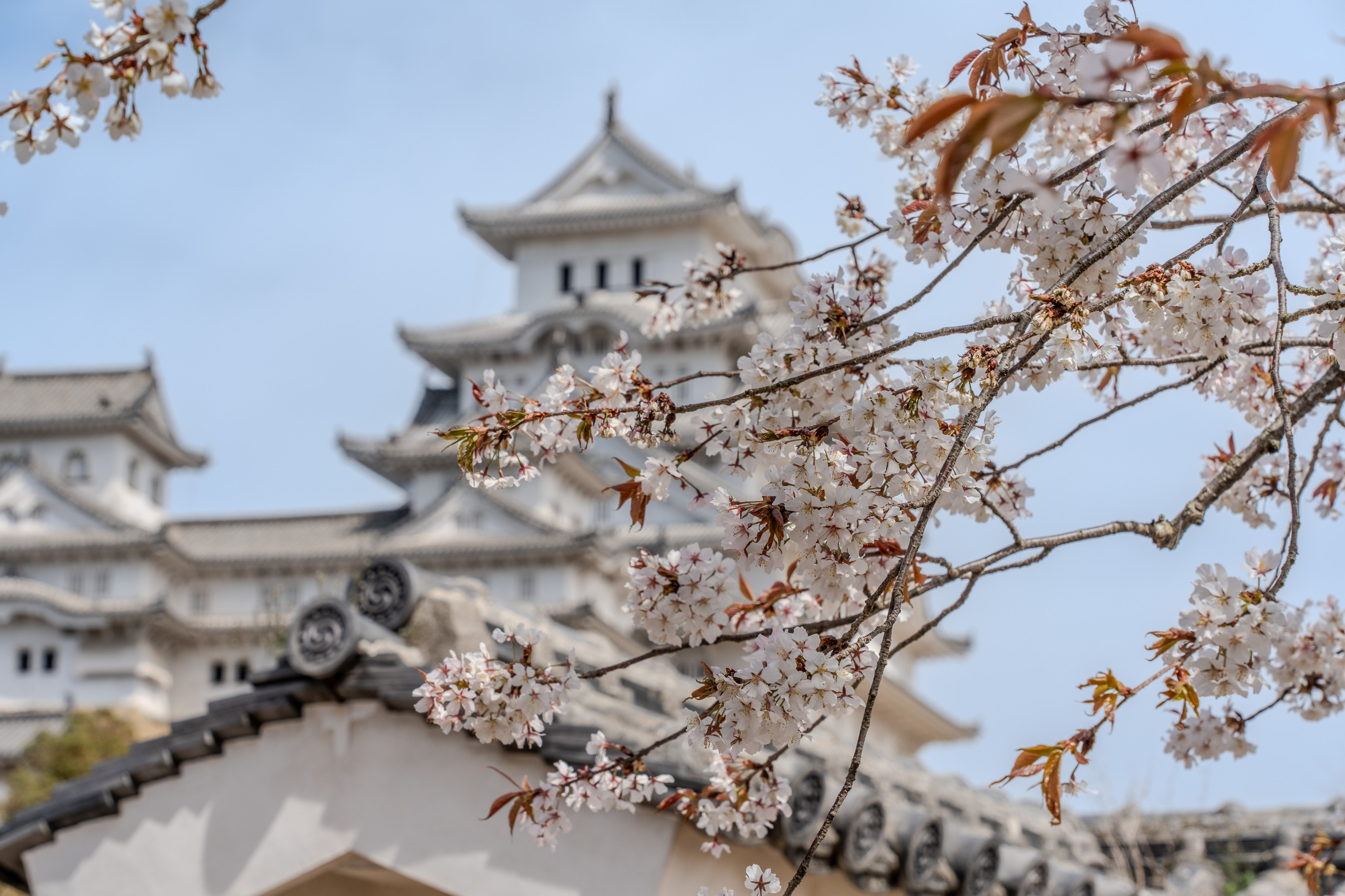 Япония, сакура. Творческие сьемки