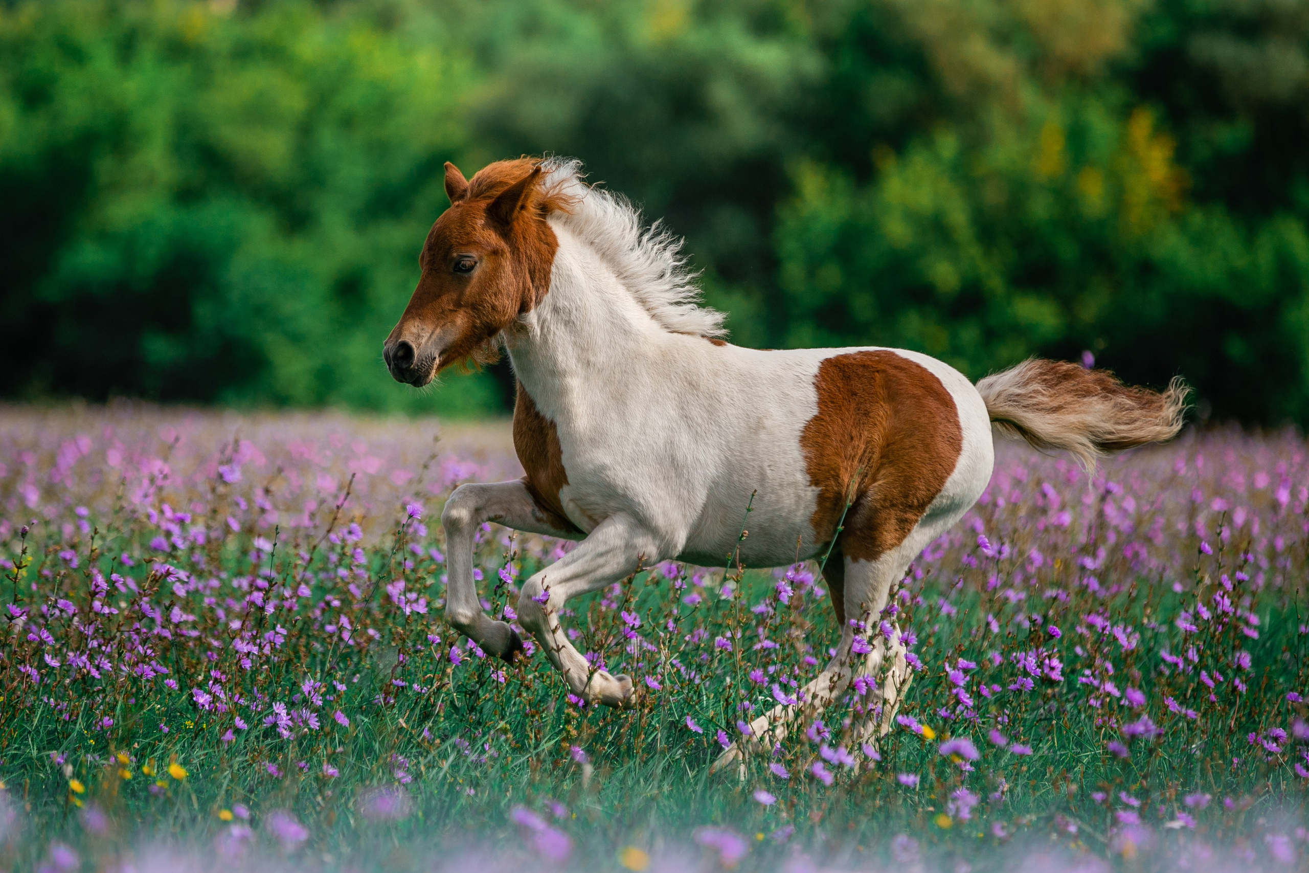 В движении. Фотограф-анималист Ксендзова Кристина