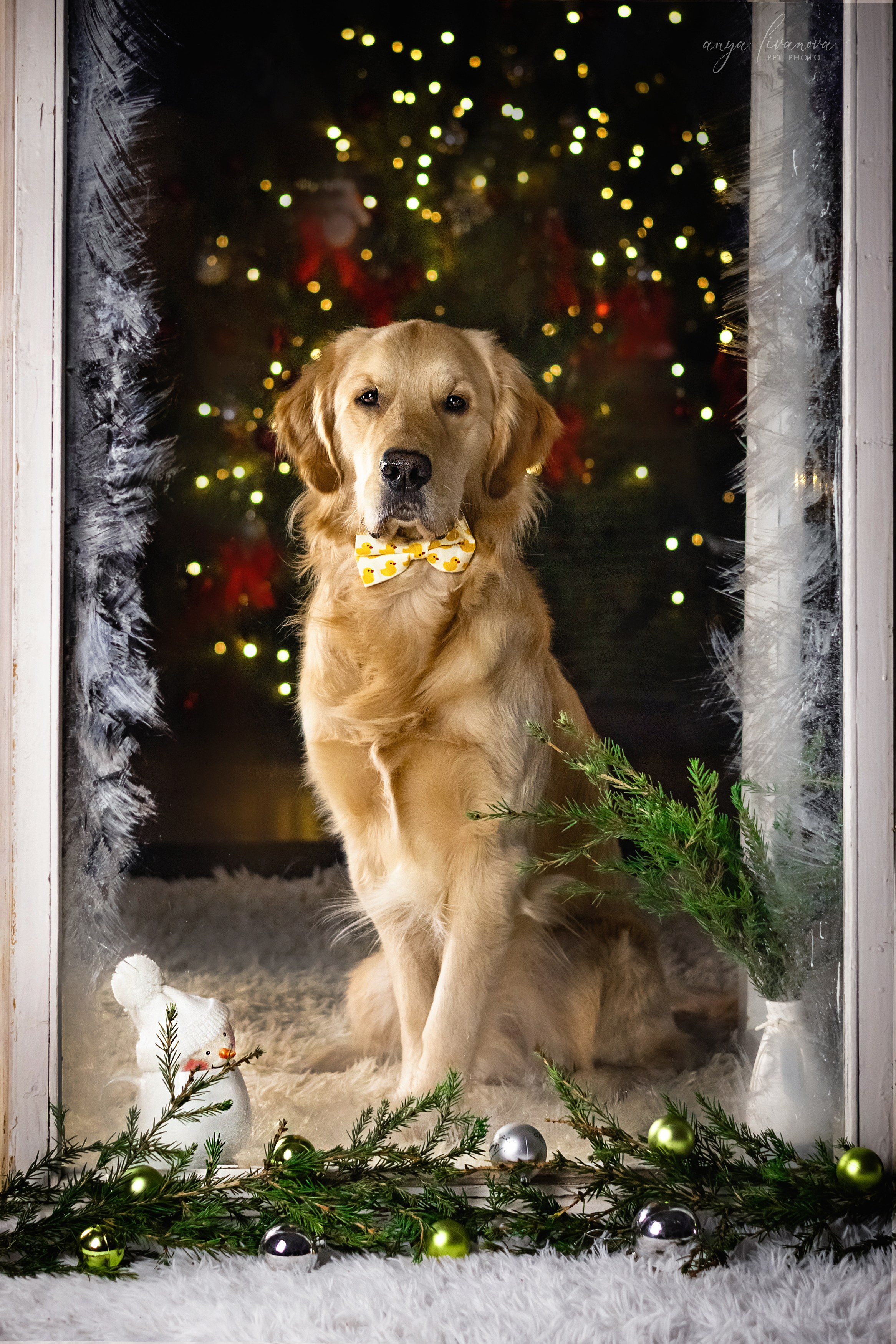 Окошко. Фотограф анималист Аня Ливанова | Рыбинск