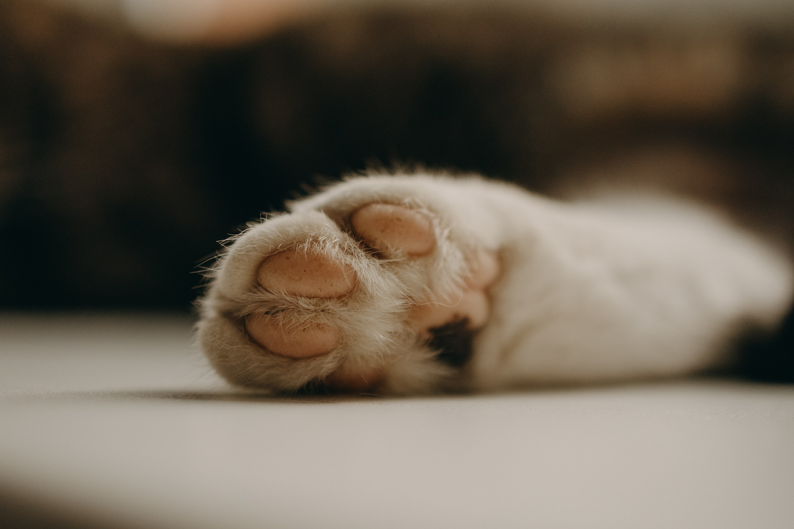 Софа и ее хвостики. Фотограф — Анималист | Санкт-Петербург