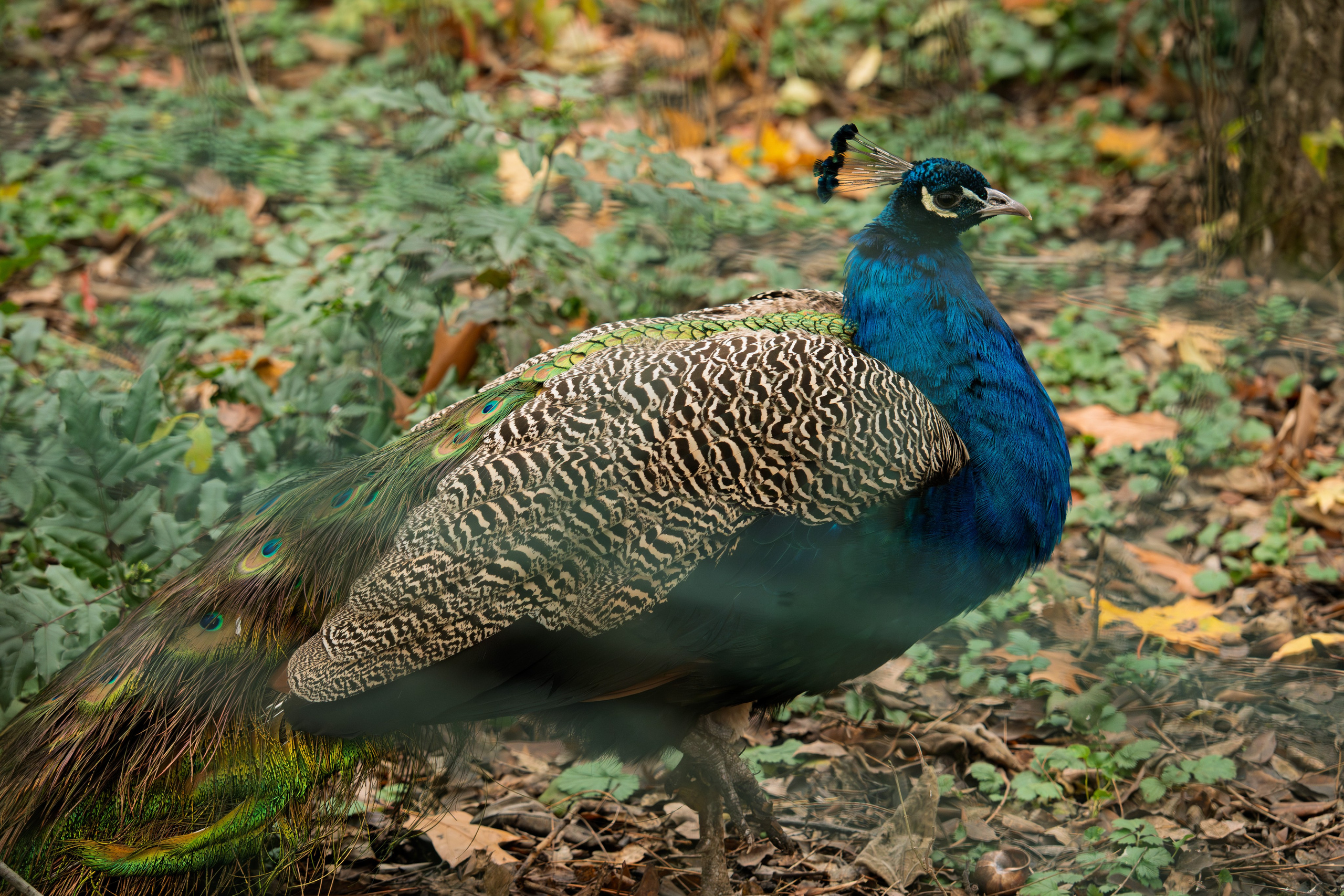 Животные. 35 мм